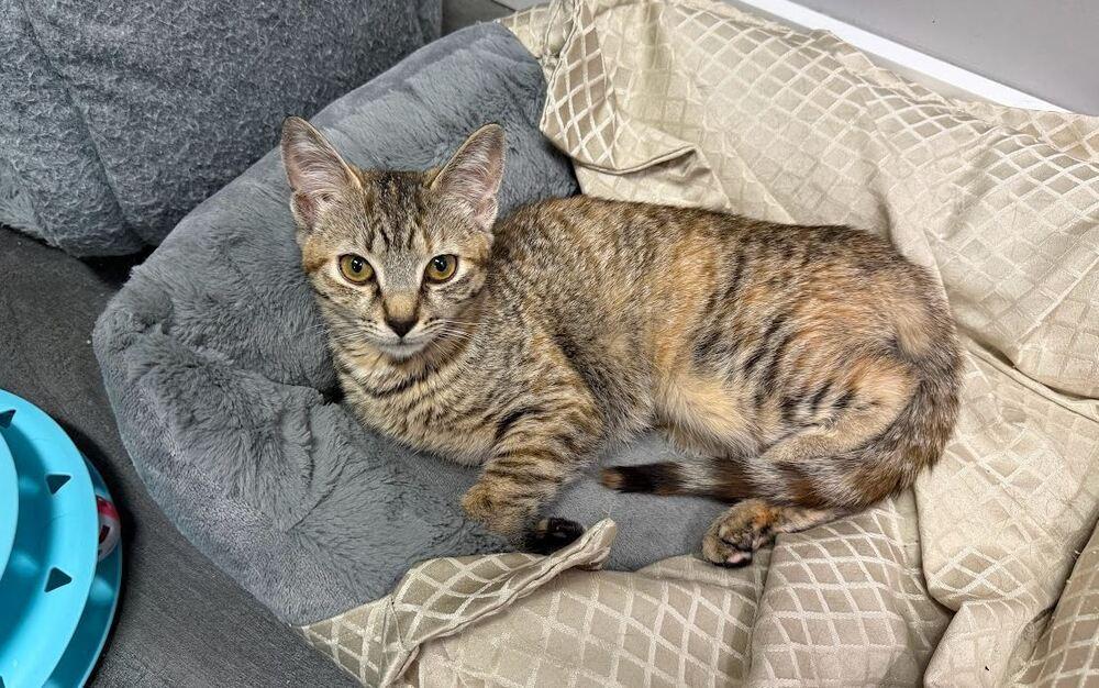 Tiggy, a Adoptable Domestic Short Hair in Hudson, NH image 3/3