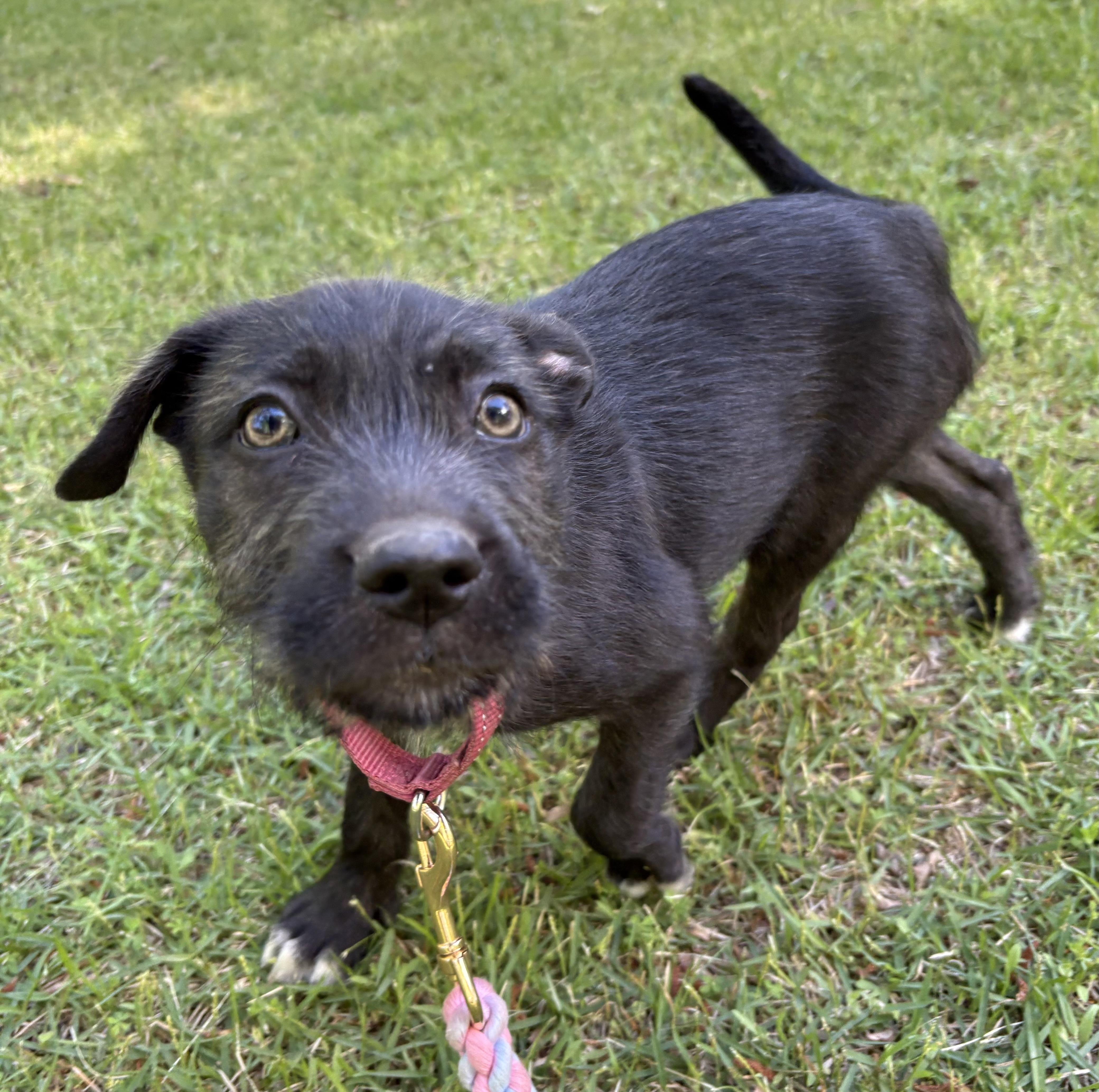 Enlarge Penne, a Adoptable mixed breed in Westport, CT image 1/4
