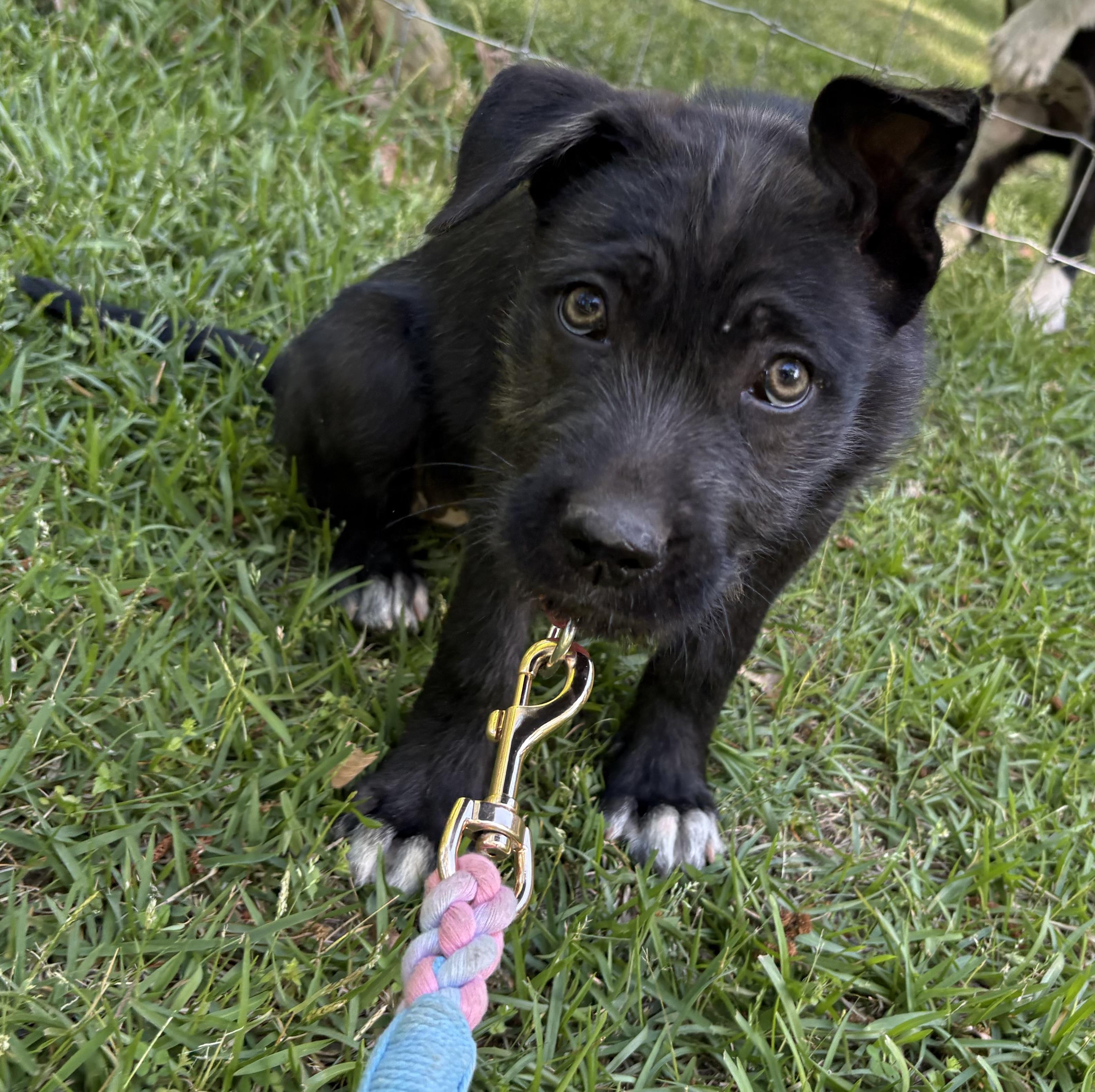 Enlarge Penne, a Adoptable mixed breed in Westport, CT image 2/4