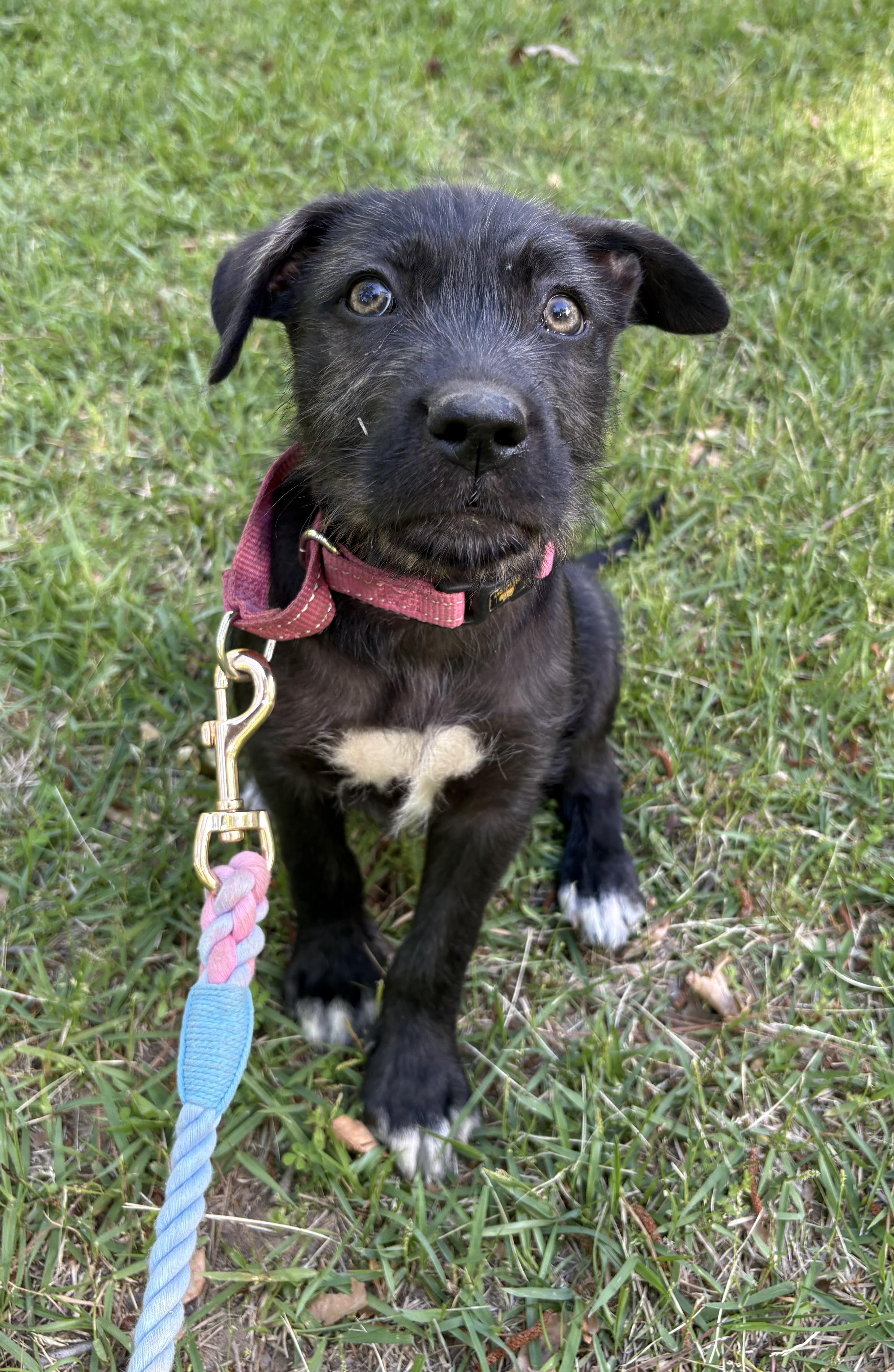 Enlarge Penne, a Adoptable mixed breed in Westport, CT image 3/4