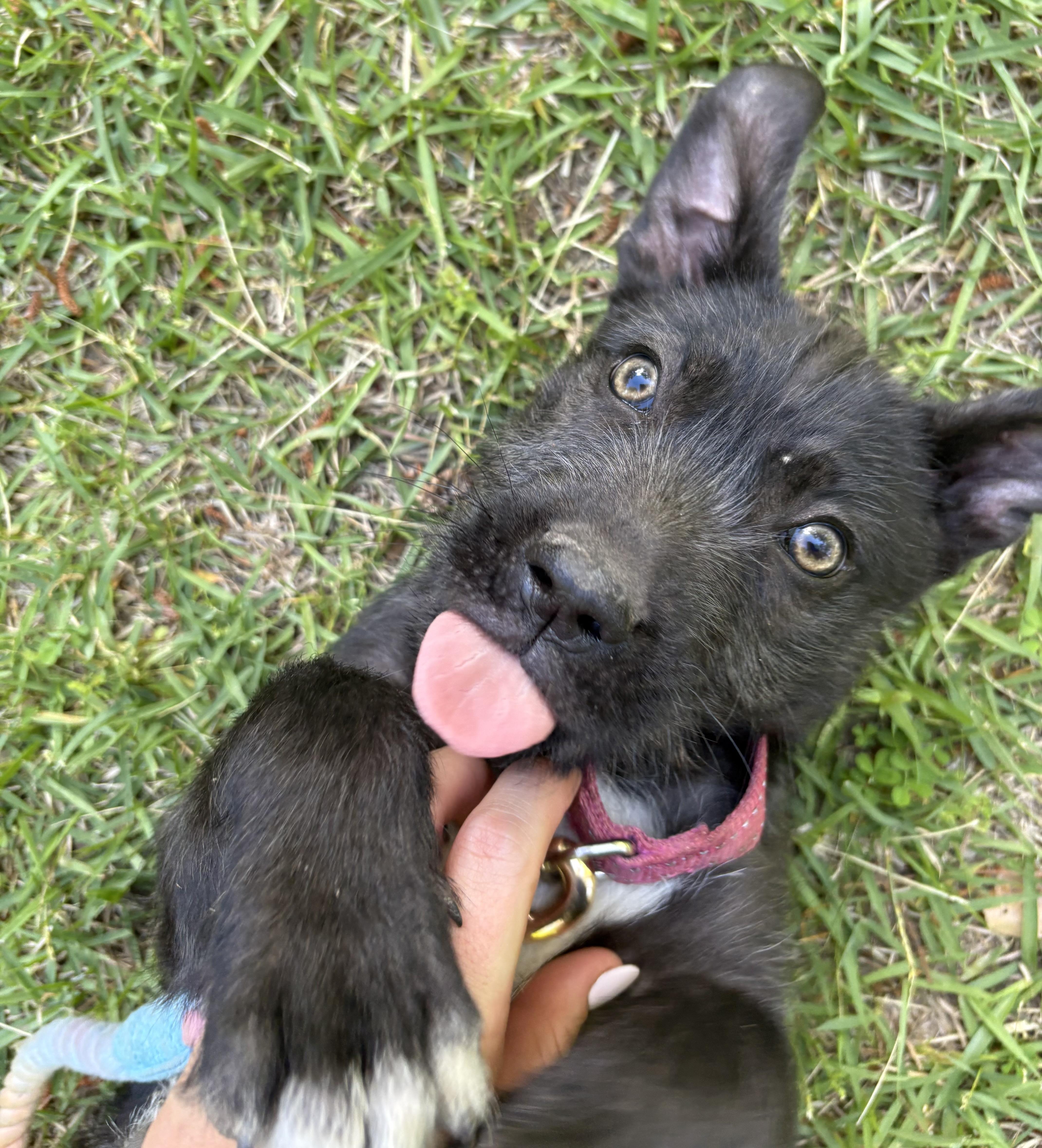 Enlarge Penne, a Adoptable mixed breed in Westport, CT image 4/4