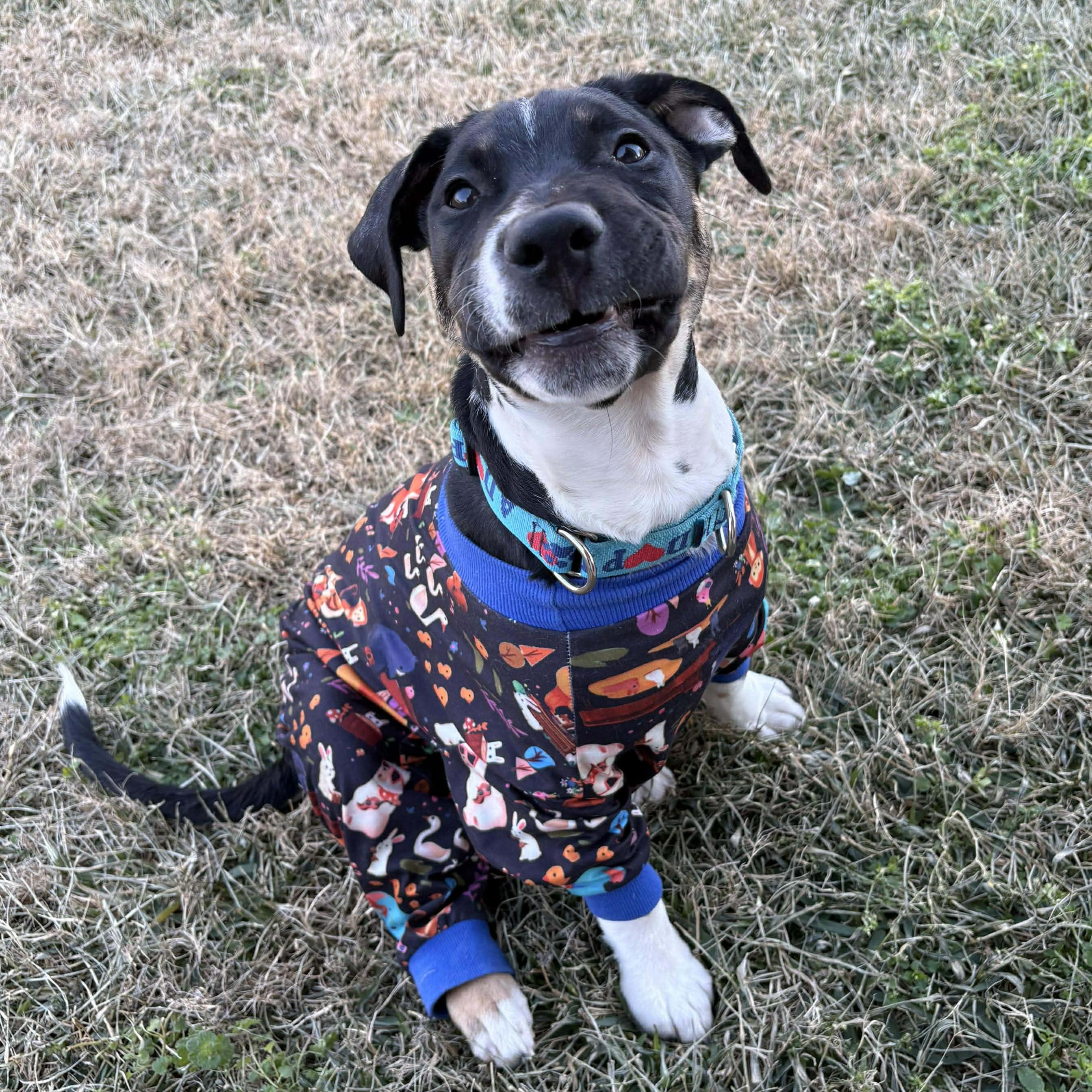 Teddy - **ADOPTION FEE WAIVED** — thumbnail 2