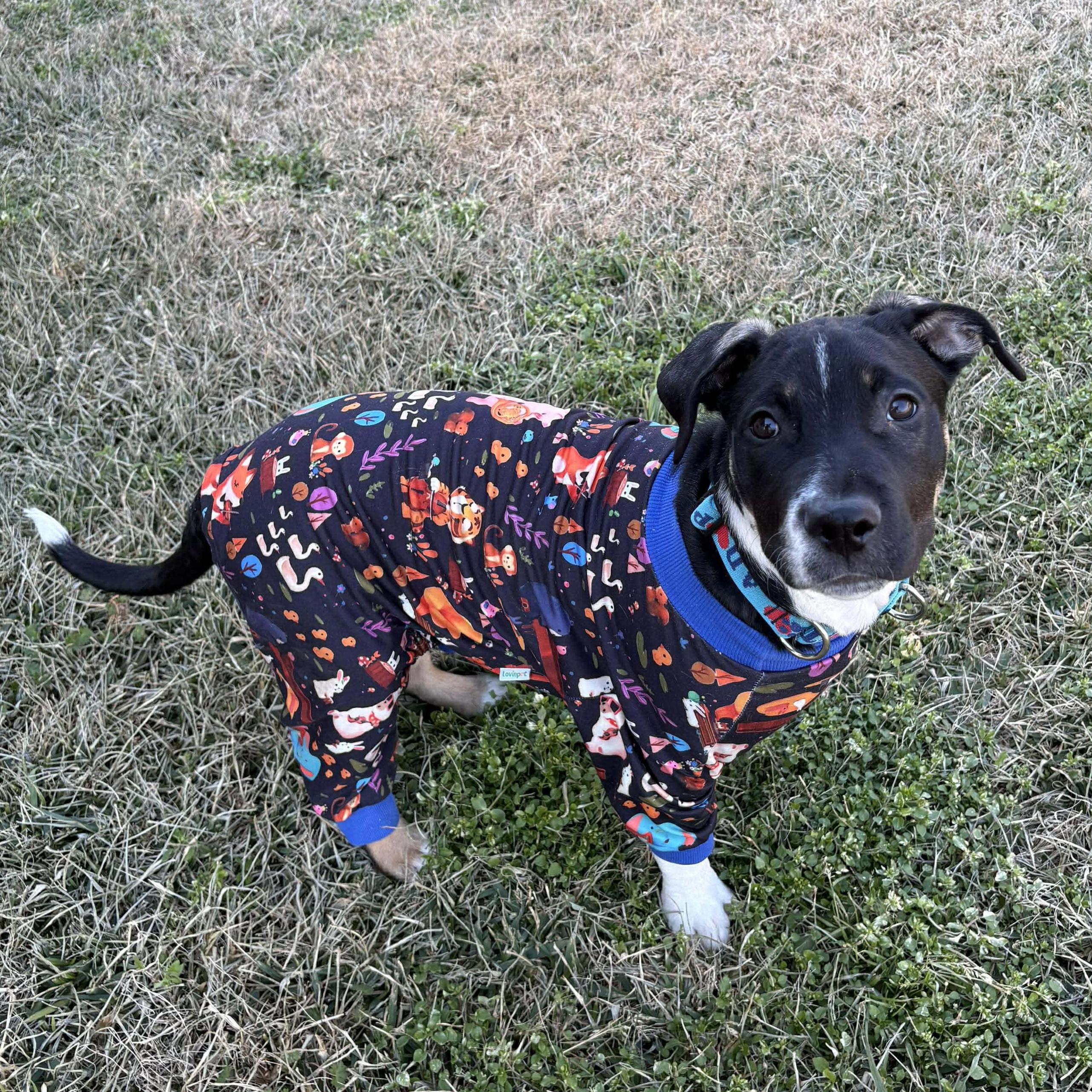 Teddy - **ADOPTION FEE WAIVED** — thumbnail 3