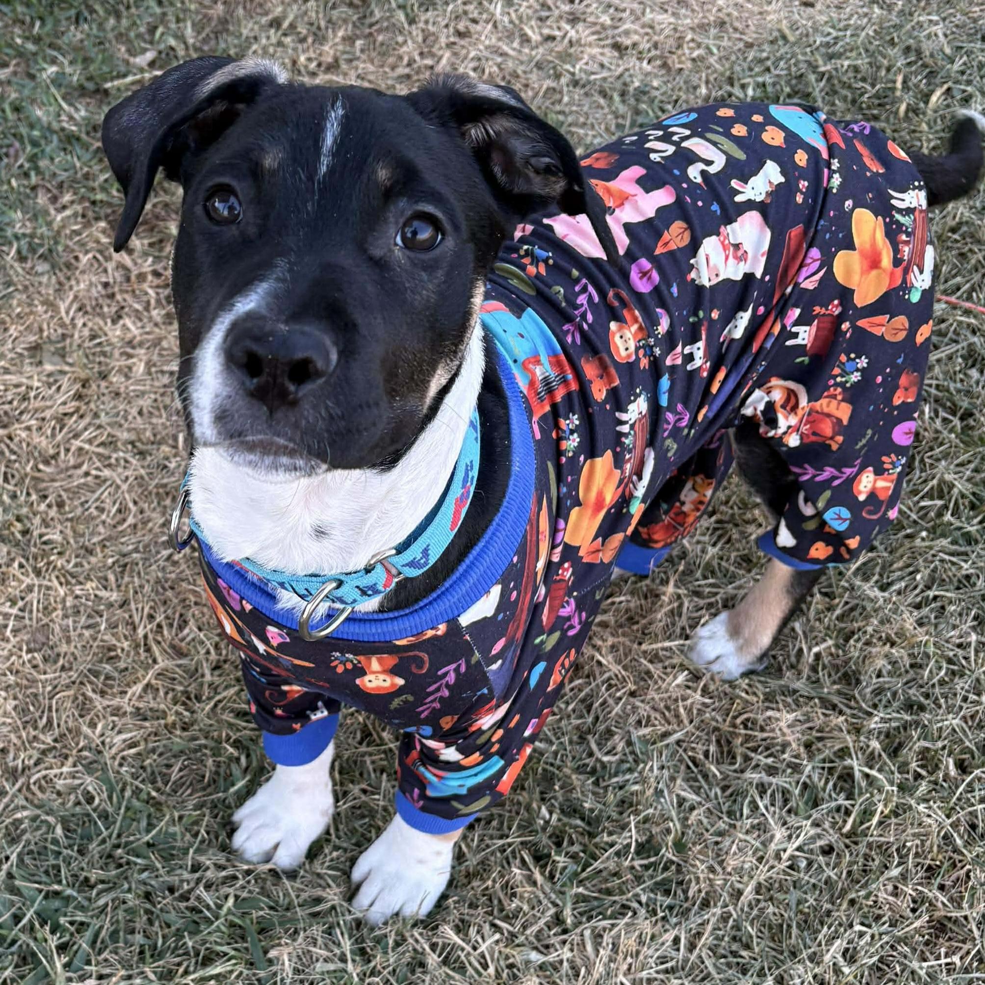 Teddy - **ADOPTION FEE WAIVED** — thumbnail 4