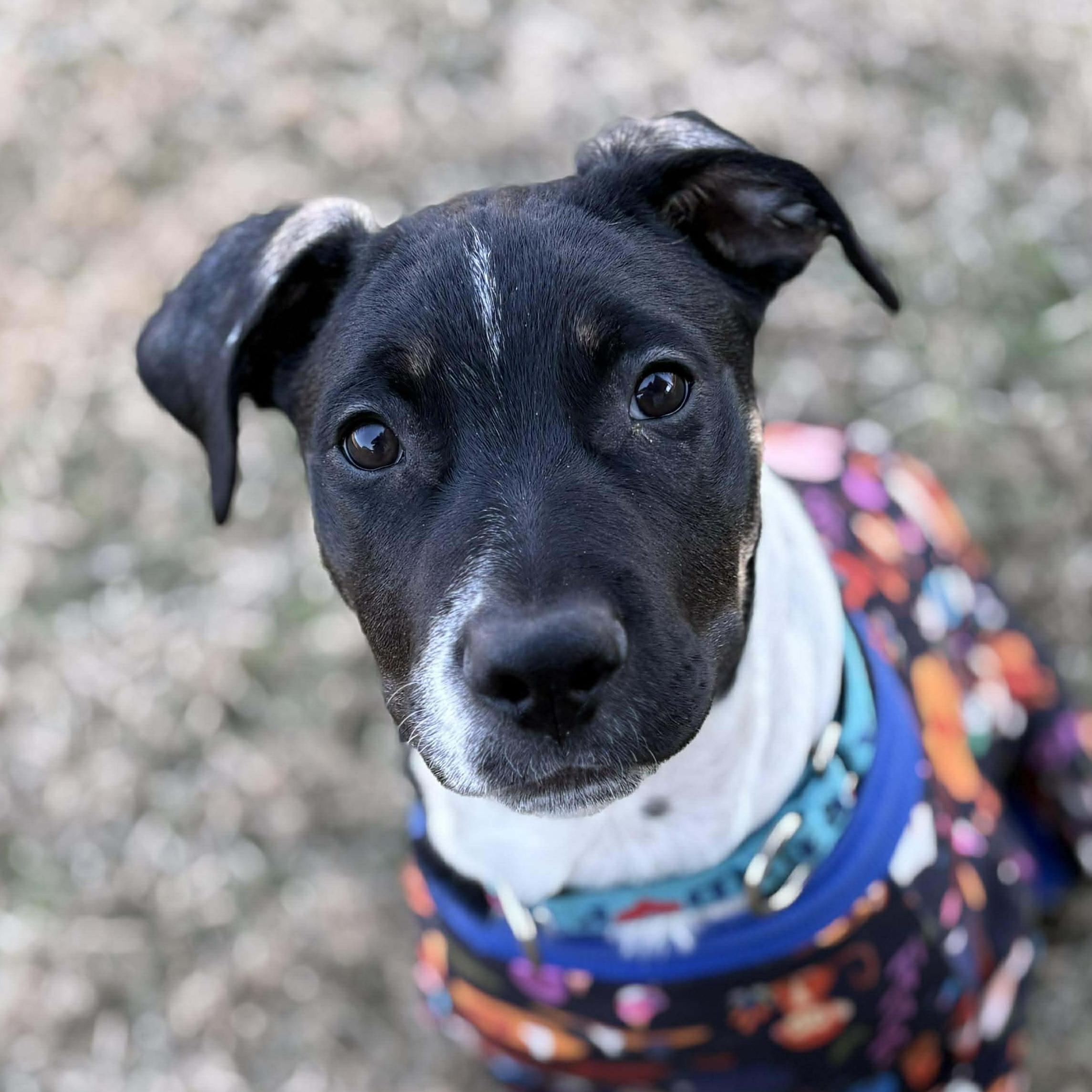Teddy - **ADOPTION FEE WAIVED**, ADOPTABLE, Puppy Male Pit Bull Terrier & American Staffordshire Terrier.