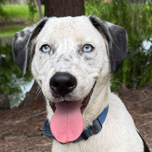 Enlarge Luke, a ADOPTABLE mixed breed in Unionville, CT image 1/6