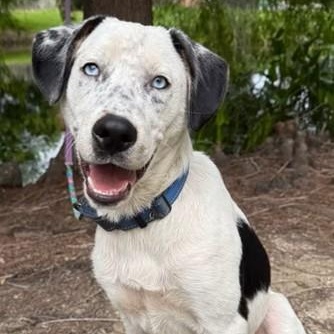 Enlarge Luke, a ADOPTABLE mixed breed in Unionville, CT image 3/6