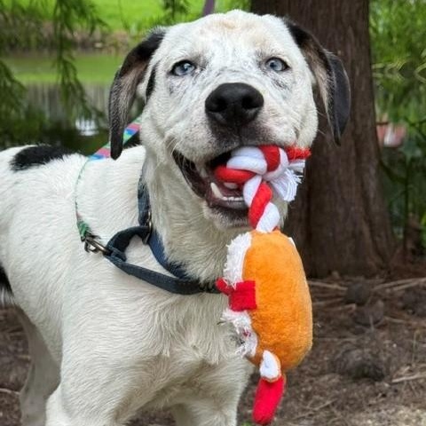 Enlarge Luke, a ADOPTABLE mixed breed in Unionville, CT image 2/6