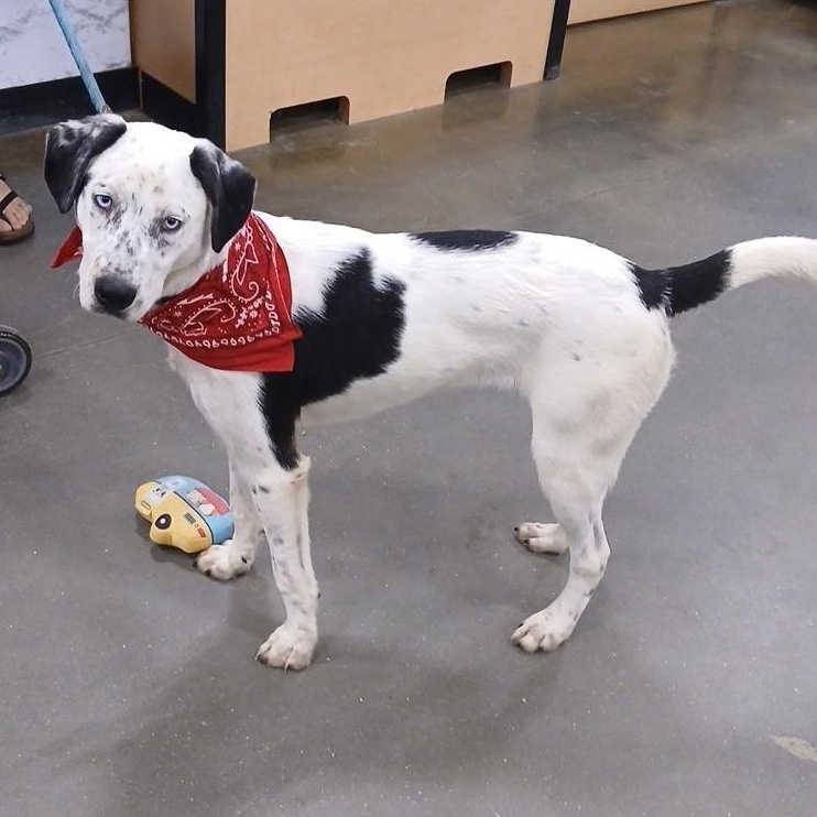 Enlarge Luke, a ADOPTABLE mixed breed in Unionville, CT image 4/6
