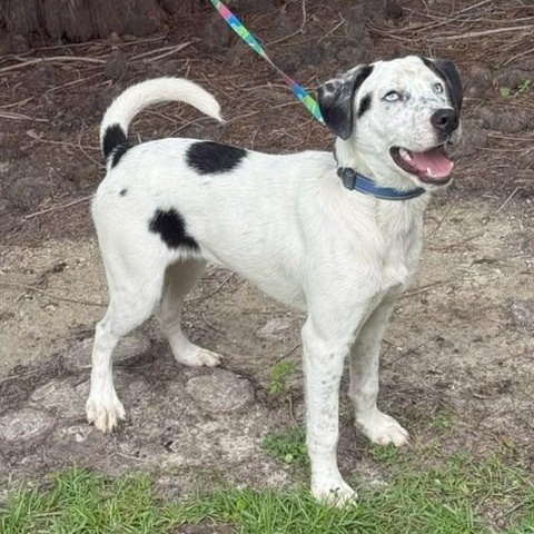 Enlarge Luke, a ADOPTABLE mixed breed in Unionville, CT image 5/6