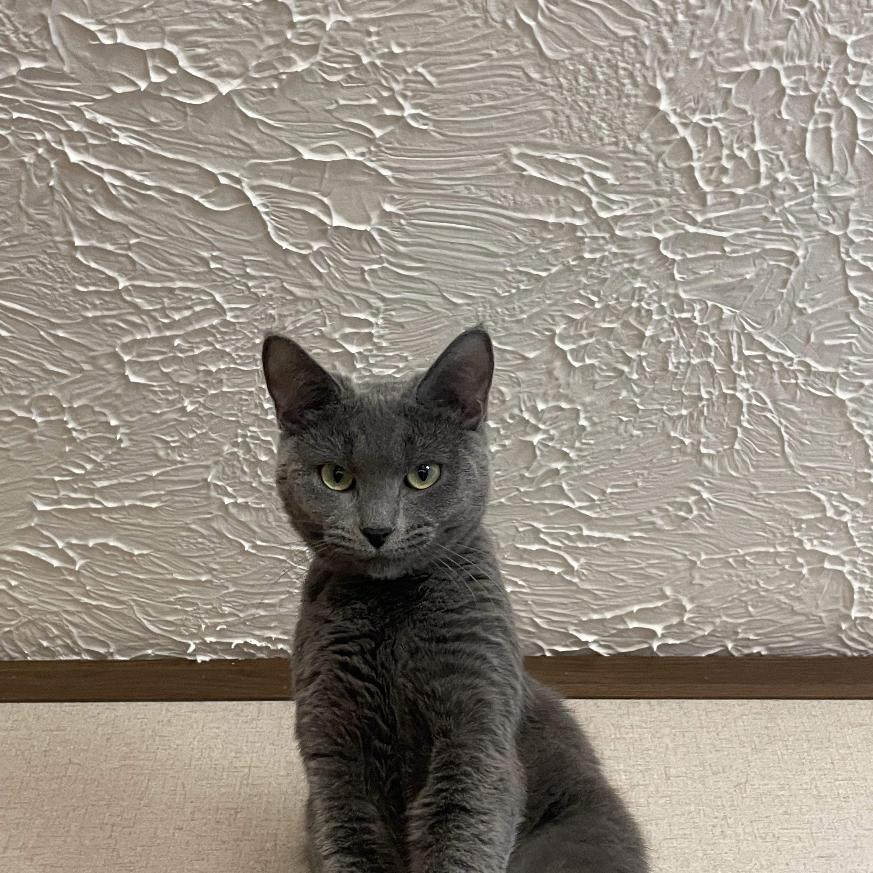 Enlarge Millie, a ADOPTABLE Domestic Short Hair in Clyde, NC image 1/3