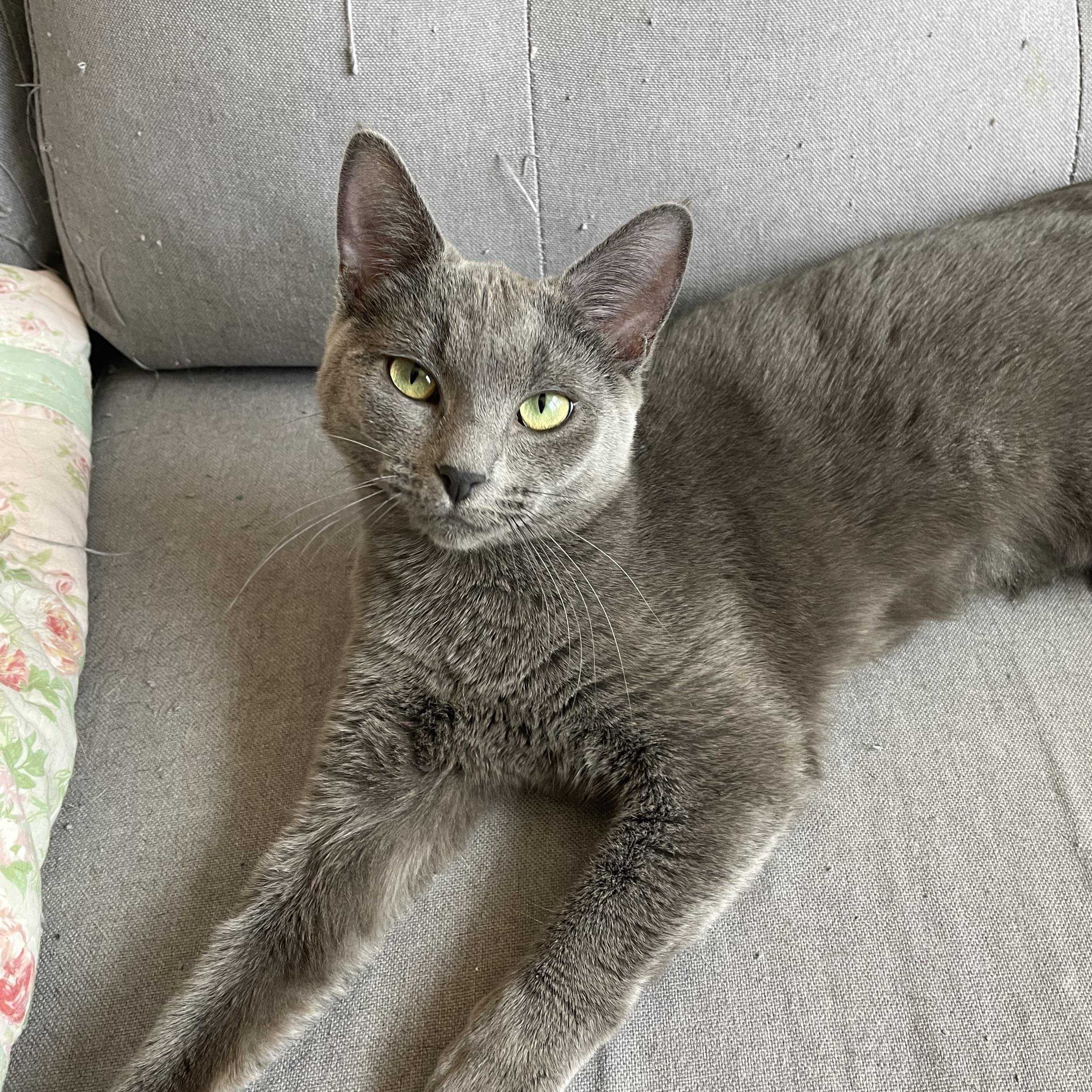 Enlarge Millie, a ADOPTABLE Domestic Short Hair in Clyde, NC image 2/3