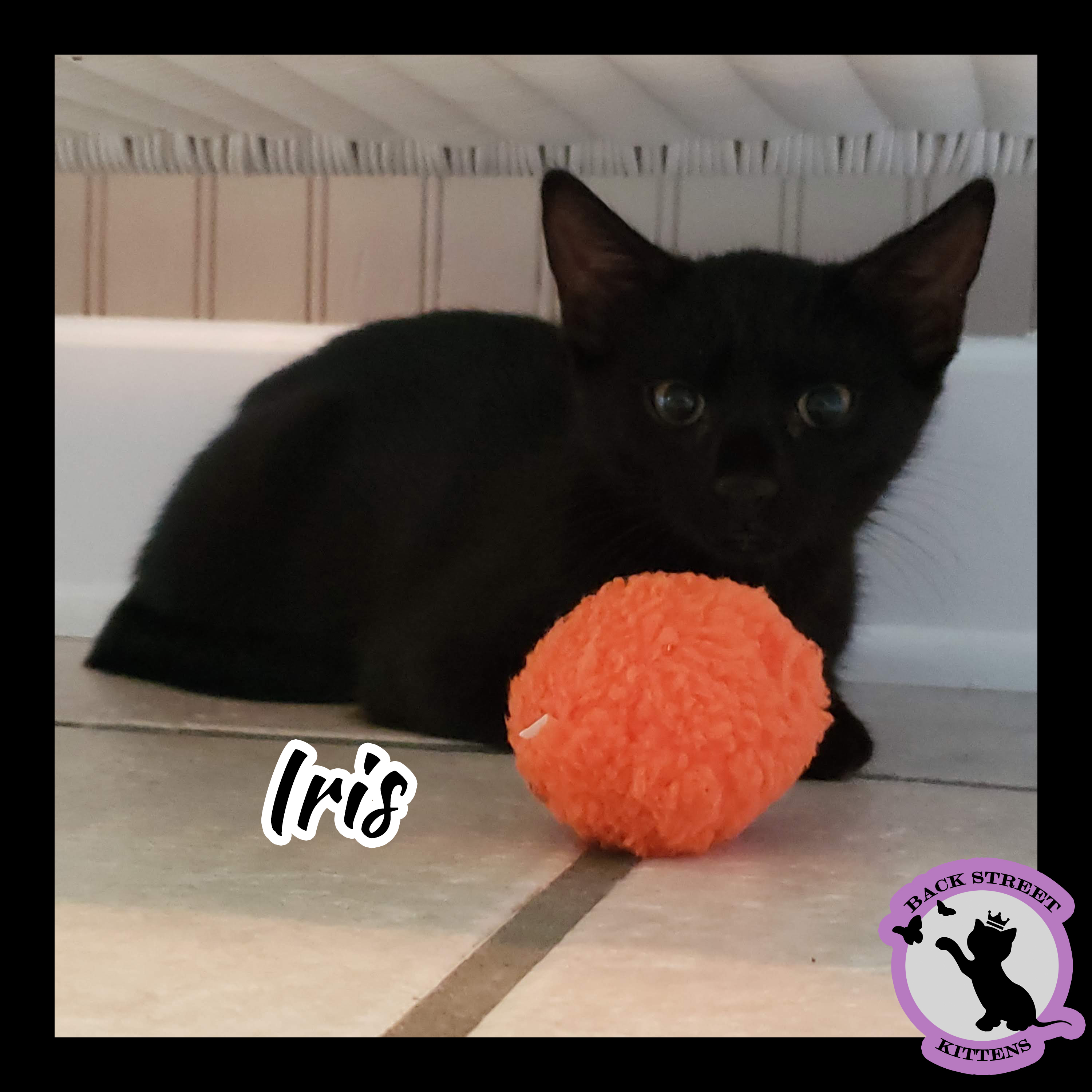 Enlarge Iris, a Adoptable Domestic Short Hair in Dacula, GA image 2/12