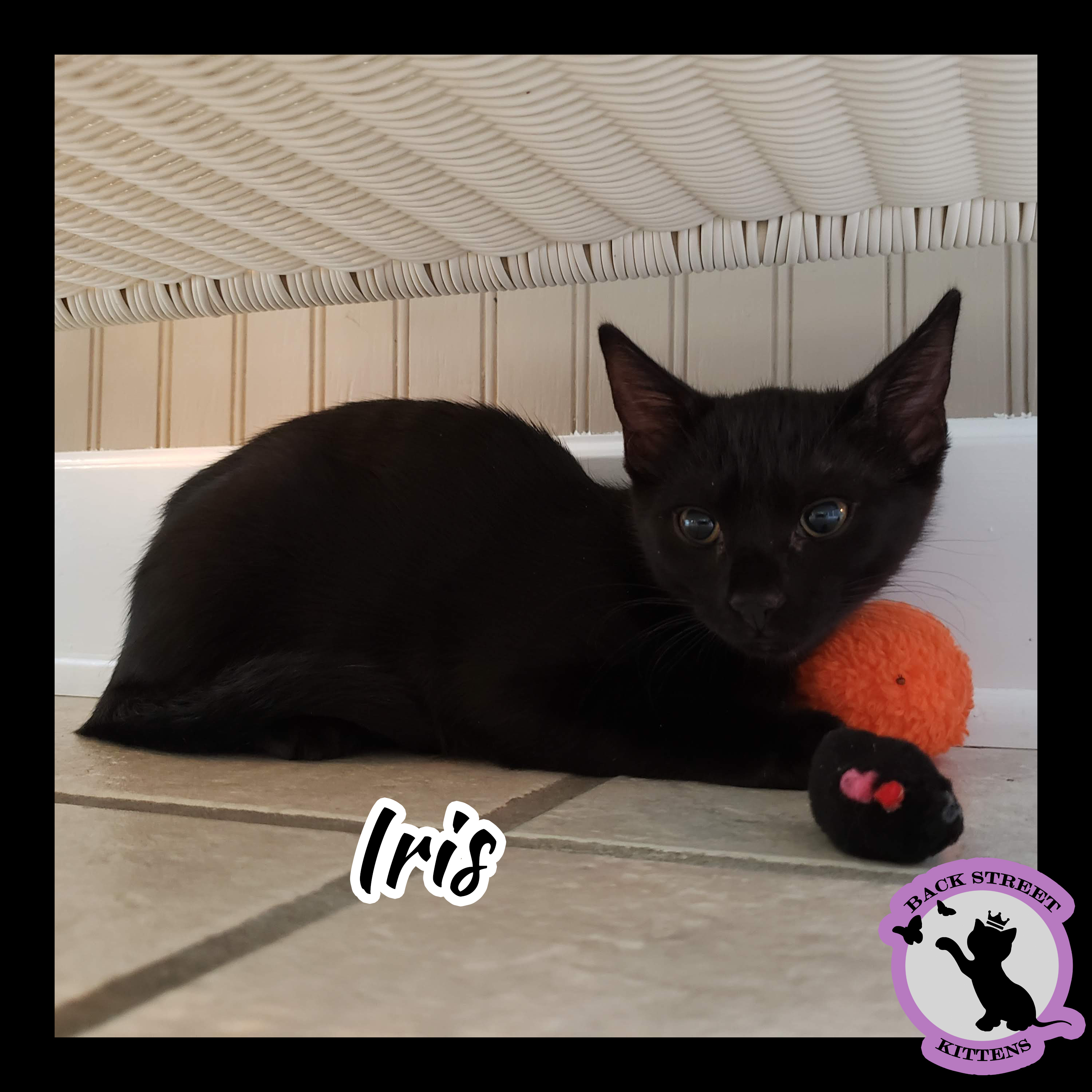Enlarge Iris, a Adoptable Domestic Short Hair in Dacula, GA image 3/12