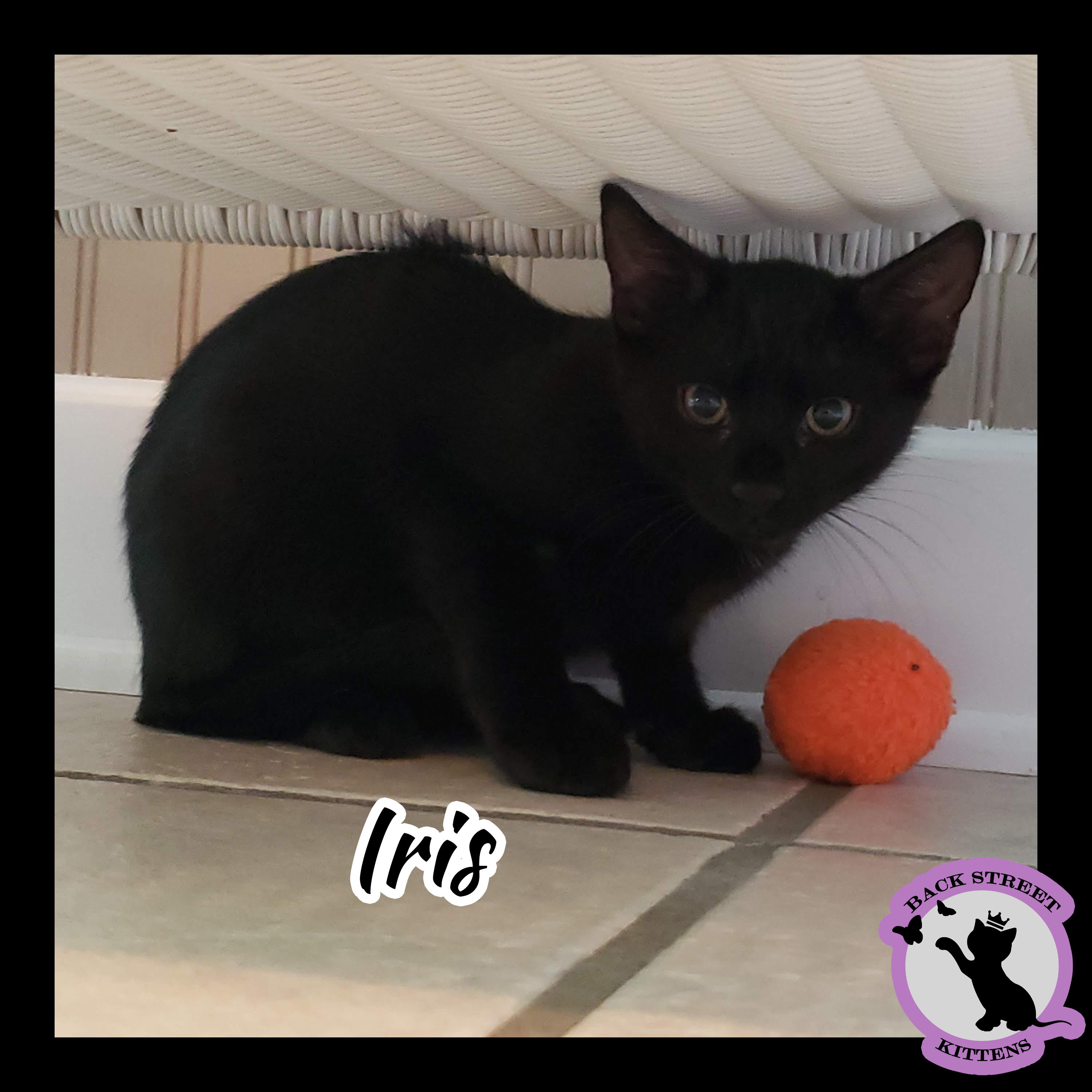 Enlarge Iris, a Adoptable Domestic Short Hair in Dacula, GA image 4/12