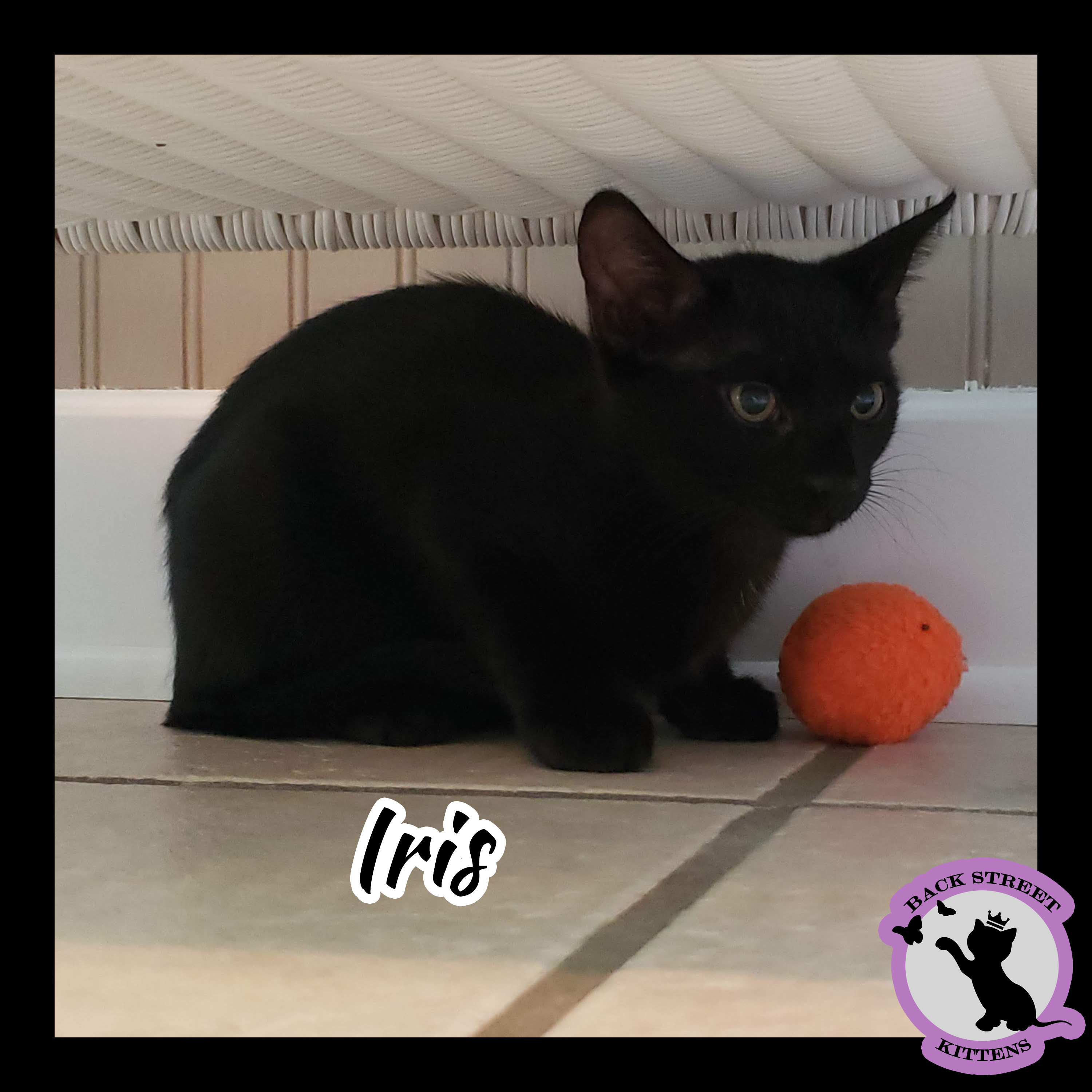 Enlarge Iris, a Adoptable Domestic Short Hair in Dacula, GA image 5/12