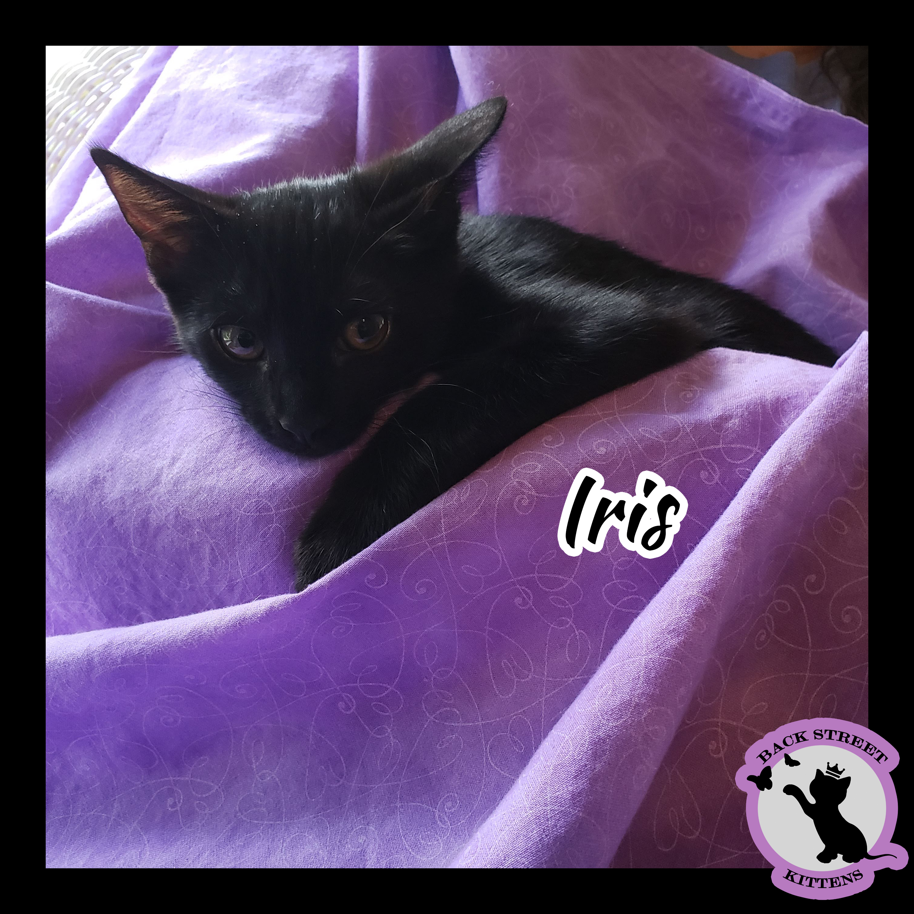 Enlarge Iris, a Adoptable Domestic Short Hair in Dacula, GA image 6/12