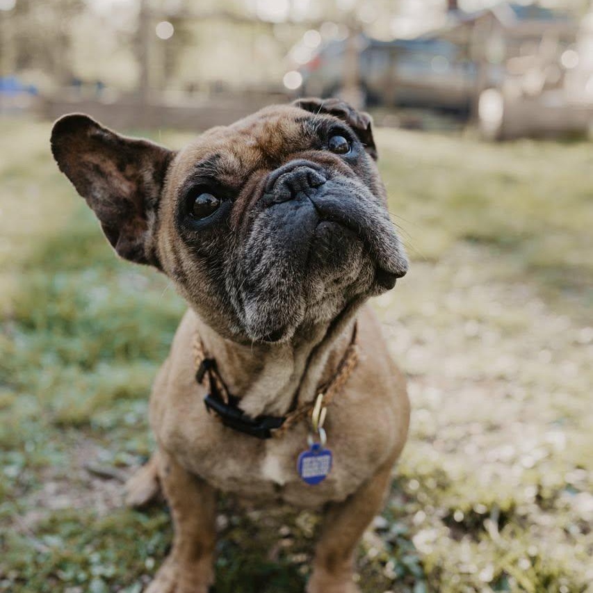 Enlarge Pookie, an adoptable French Bulldog in Rockville, MD image 6/6
