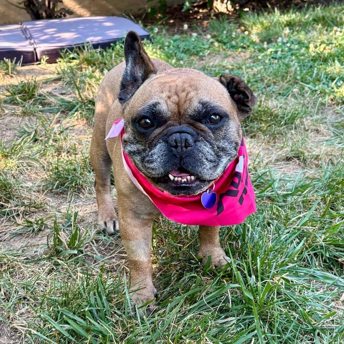 Pookie, adoptable, Senior Female French Bulldog.