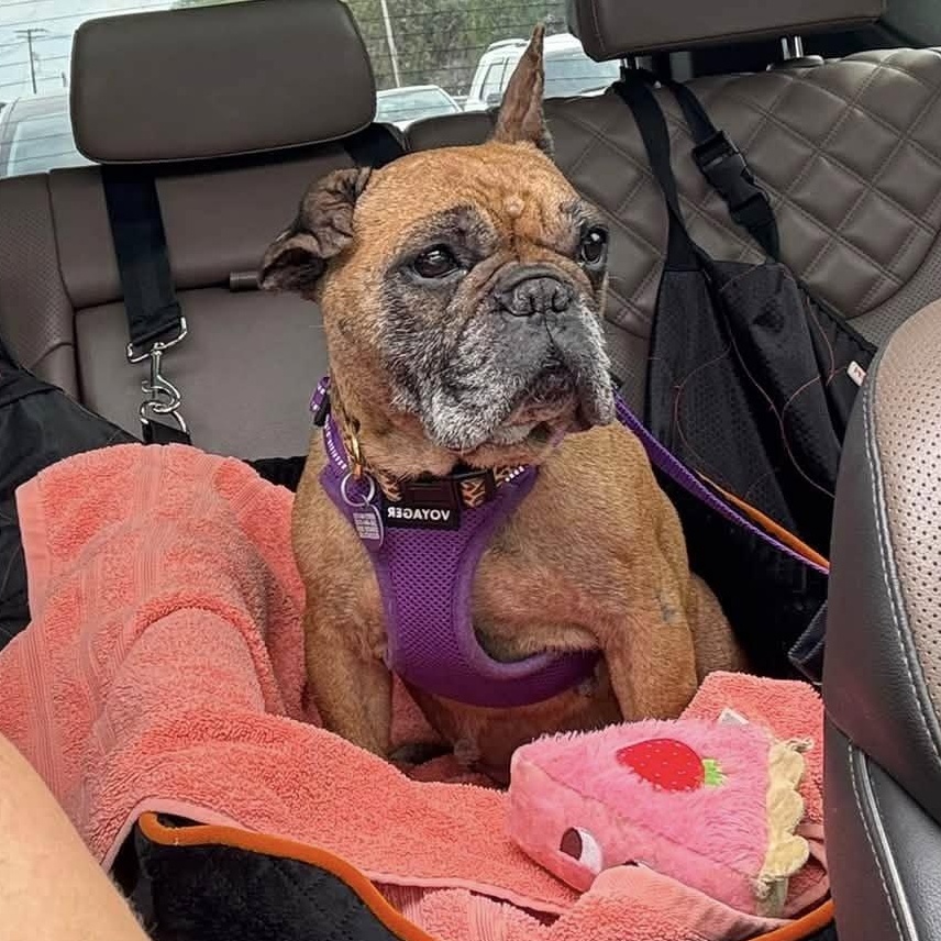 Enlarge Pookie, an adoptable French Bulldog in Rockville, MD image 1/6