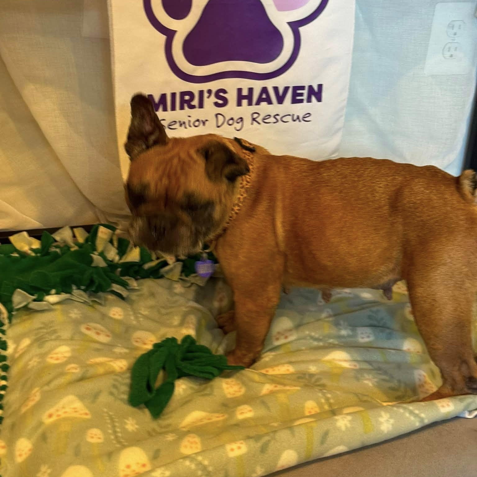 Enlarge Pookie, an adoptable French Bulldog in Rockville, MD image 6/6