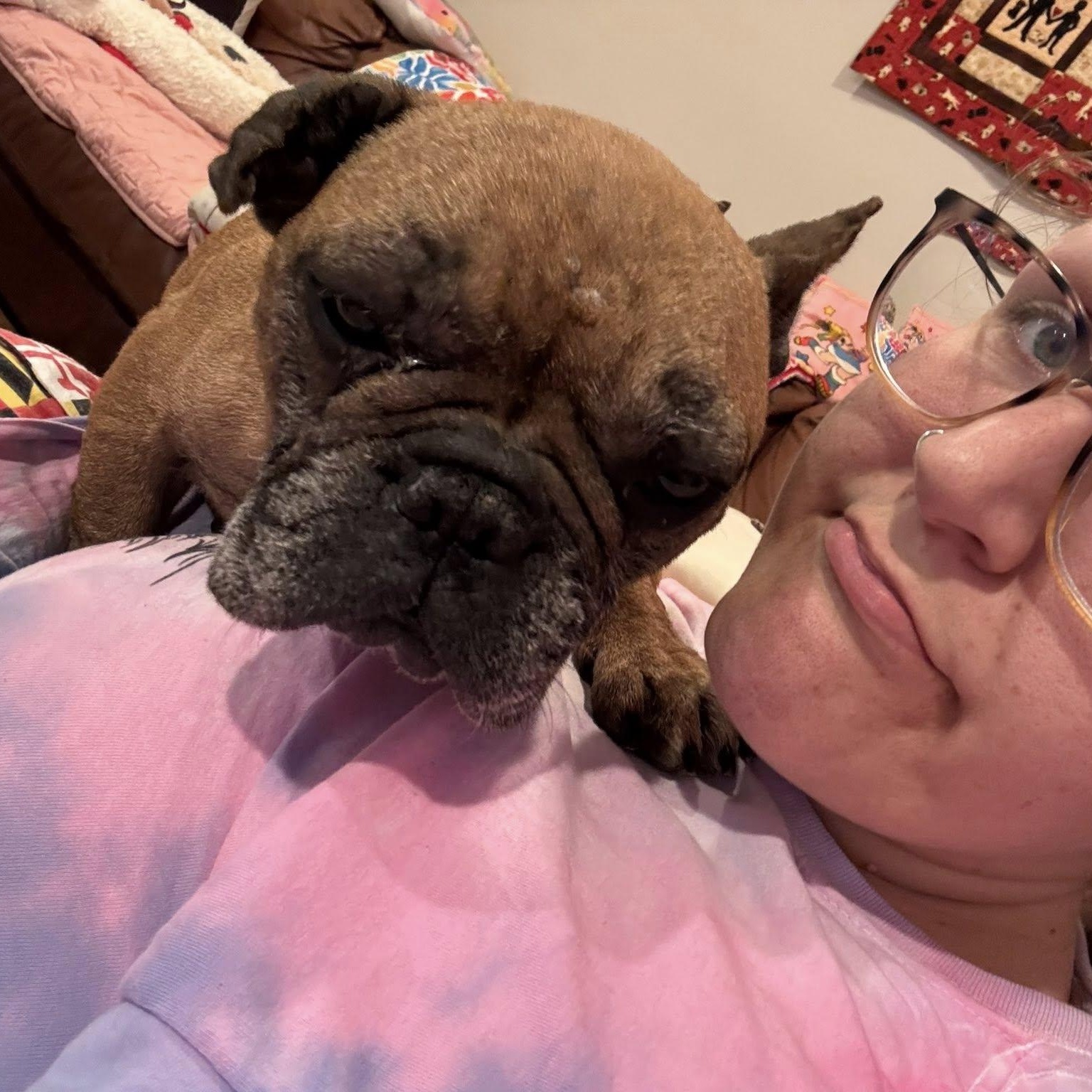 Enlarge Pookie, an adoptable French Bulldog in Rockville, MD image 5/6
