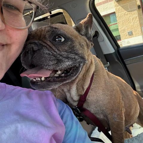 Enlarge Pookie, an adoptable French Bulldog in Rockville, MD image 3/6
