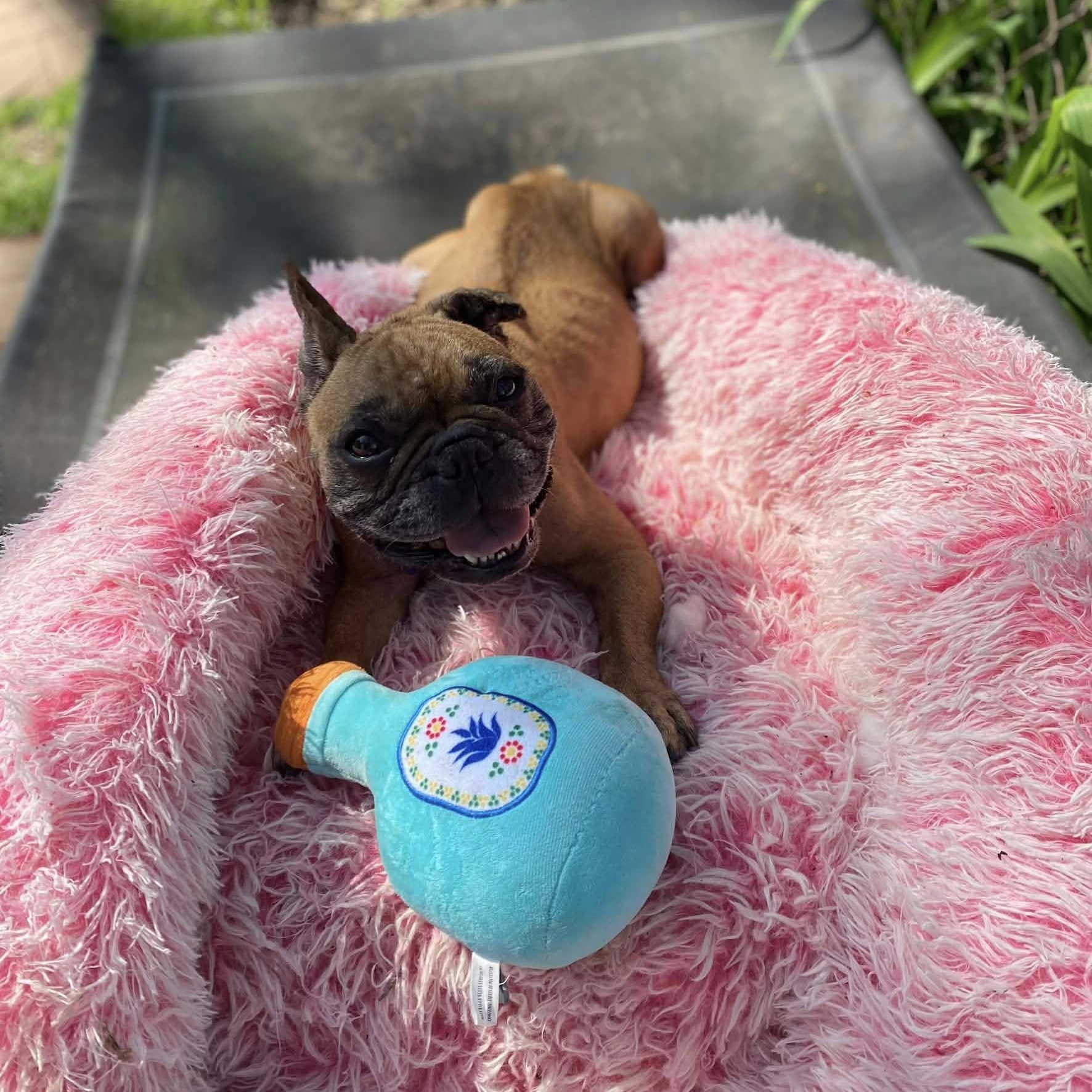 Enlarge Pookie, an adoptable French Bulldog in Rockville, MD image 4/6