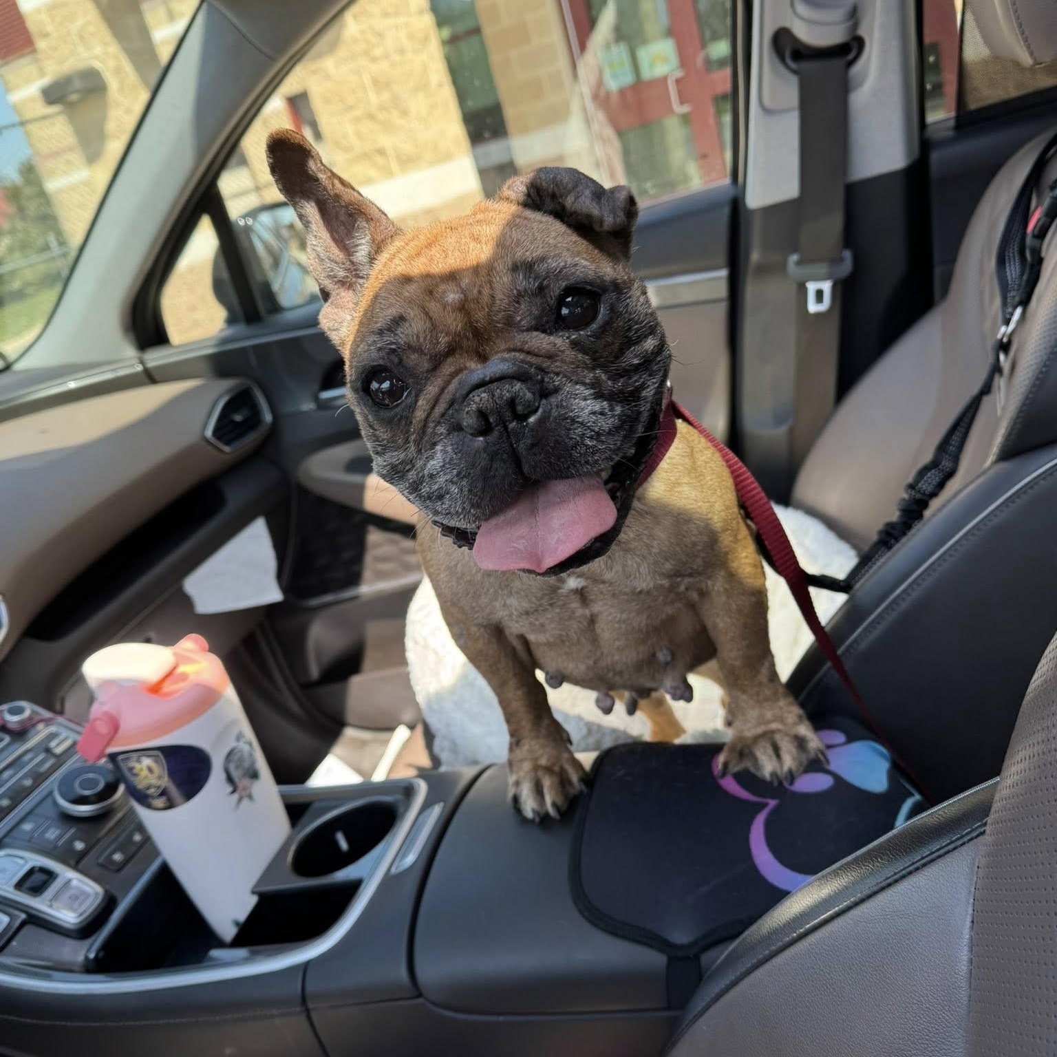 Enlarge Pookie, an adoptable French Bulldog in Rockville, MD image 2/6