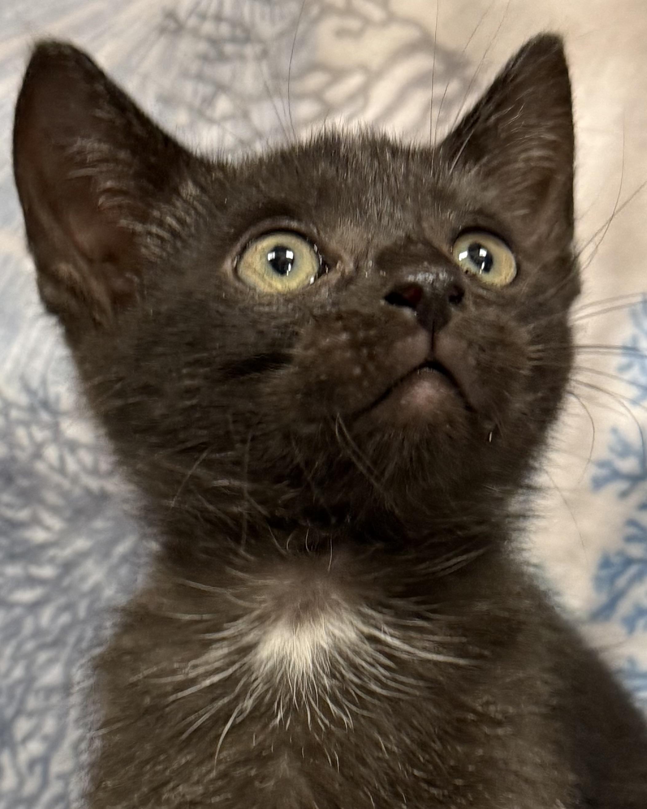 Enlarge Abbott, a ADOPTABLE American Shorthair in Marvin, NC image 2/4