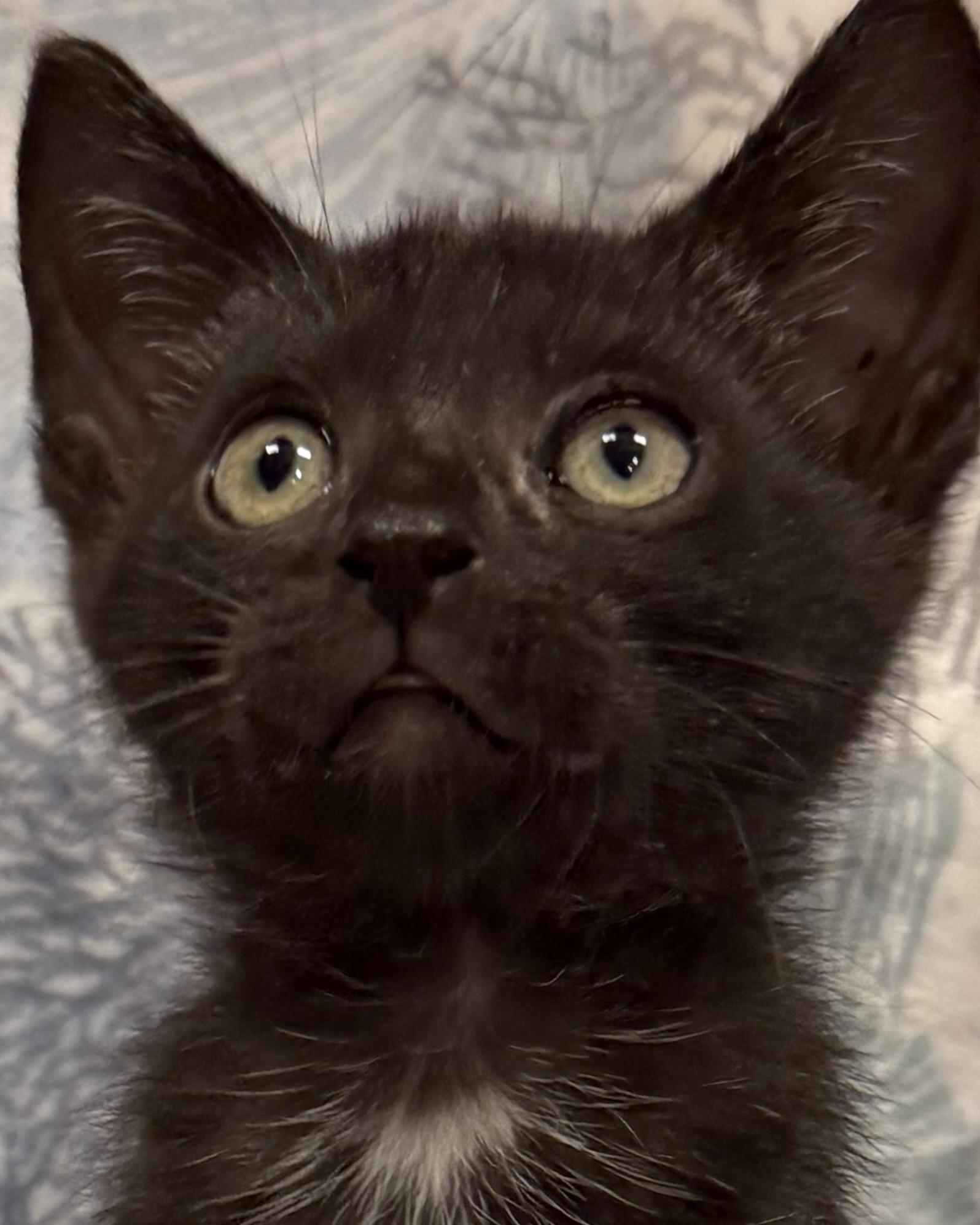 Enlarge Abbott, a ADOPTABLE American Shorthair in Marvin, NC image 4/4