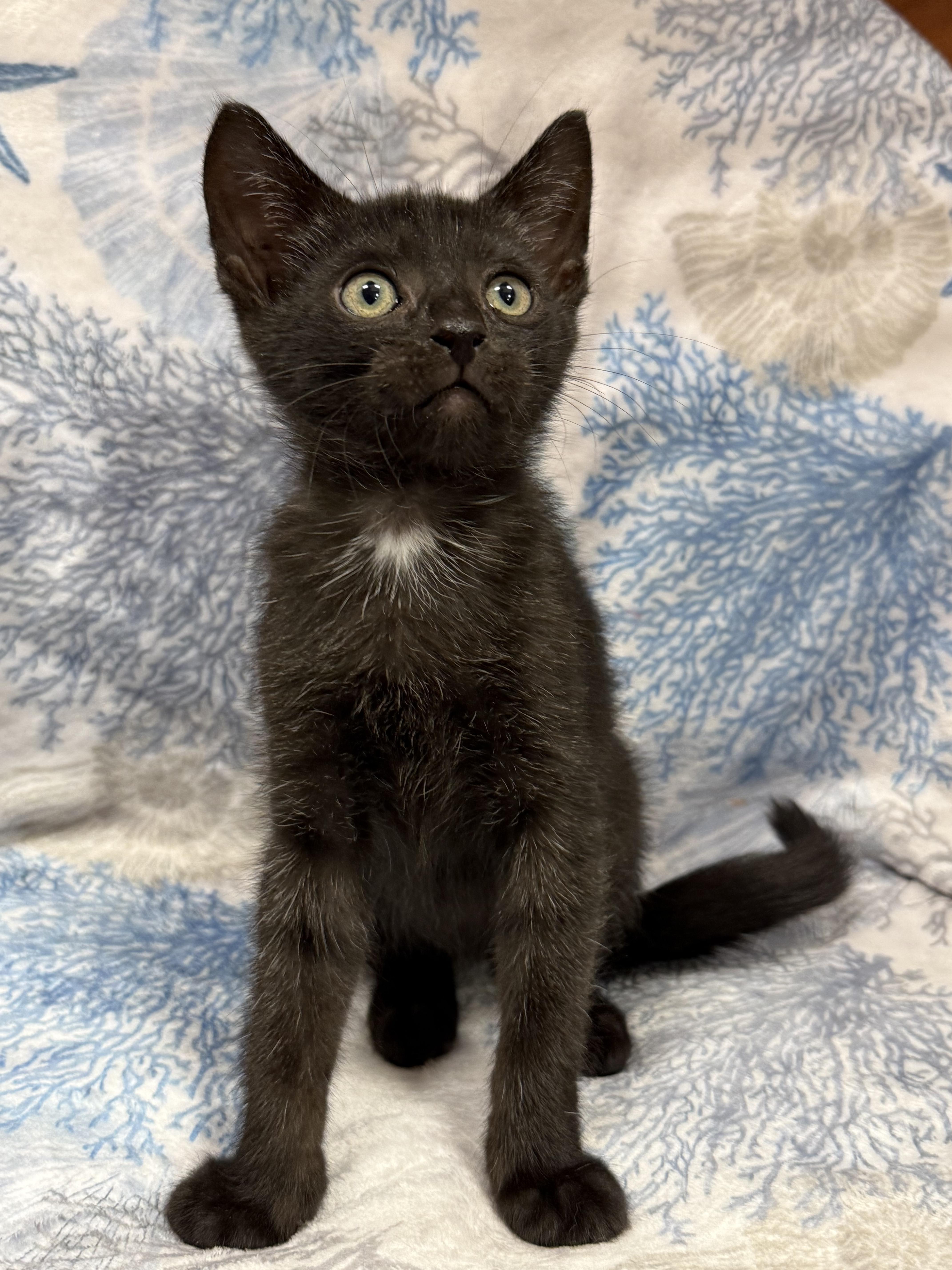 Enlarge Abbott, a ADOPTABLE American Shorthair in Marvin, NC image 3/4