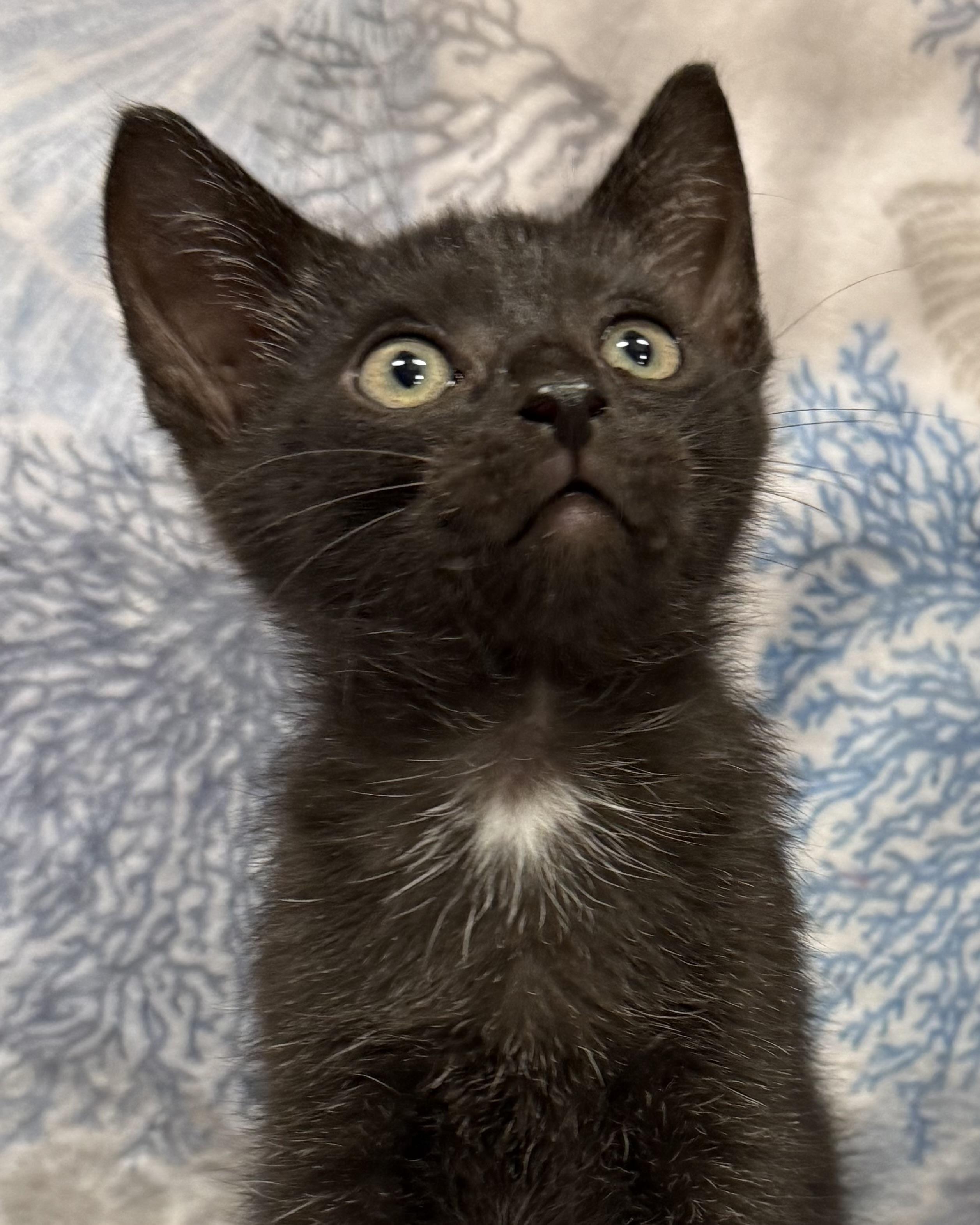 Abbott, ADOPTABLE, Kitten Male American Shorthair.