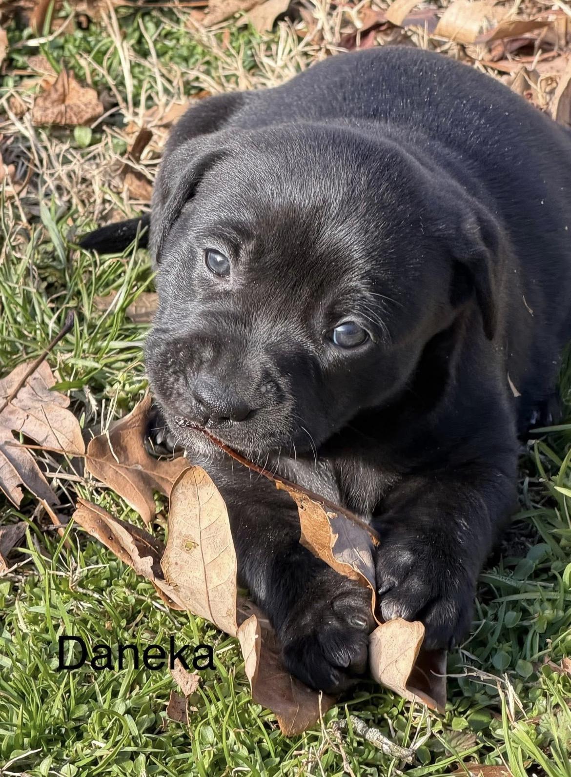Enlarge Danica Patrick, a Adoptable mixed breed in Millington, MD image 3/6
