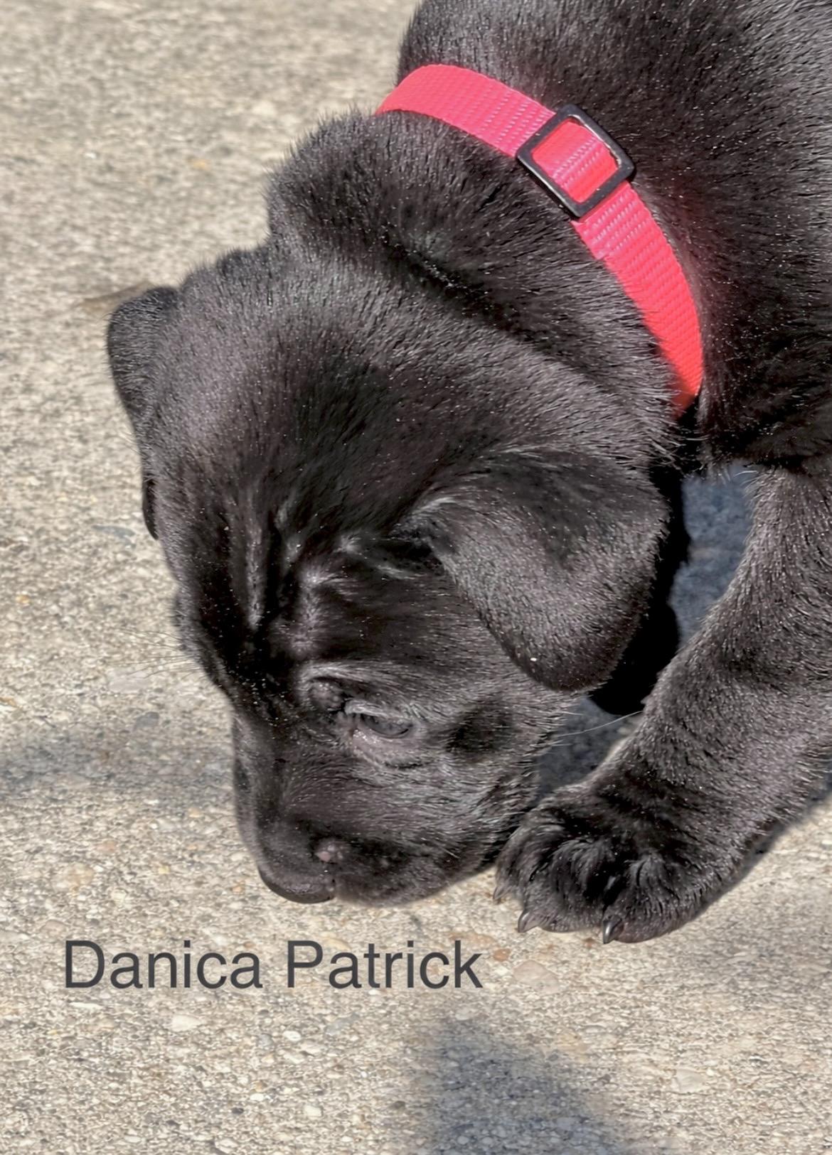 Enlarge Danica Patrick, a Adoptable mixed breed in Millington, MD image 6/6