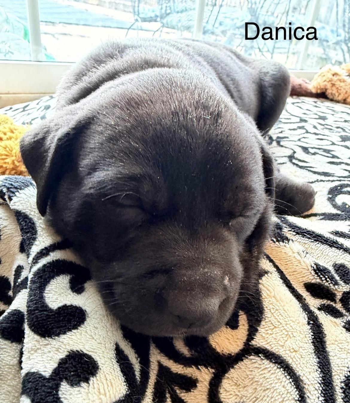 Enlarge Danica Patrick, a Adoptable mixed breed in Millington, MD image 5/6
