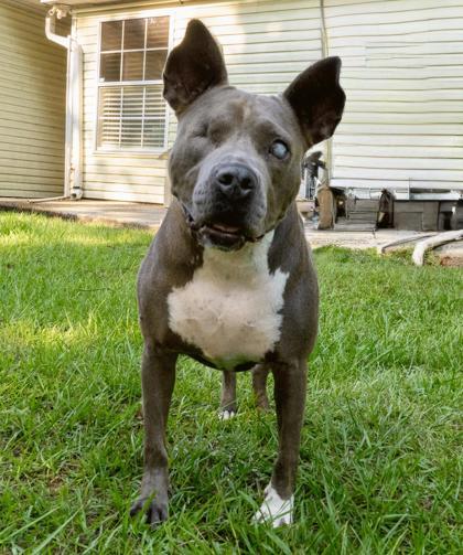 Enlarge T. Swift, a Adoptable Mixed Breed in Covington, LA image 3/3
