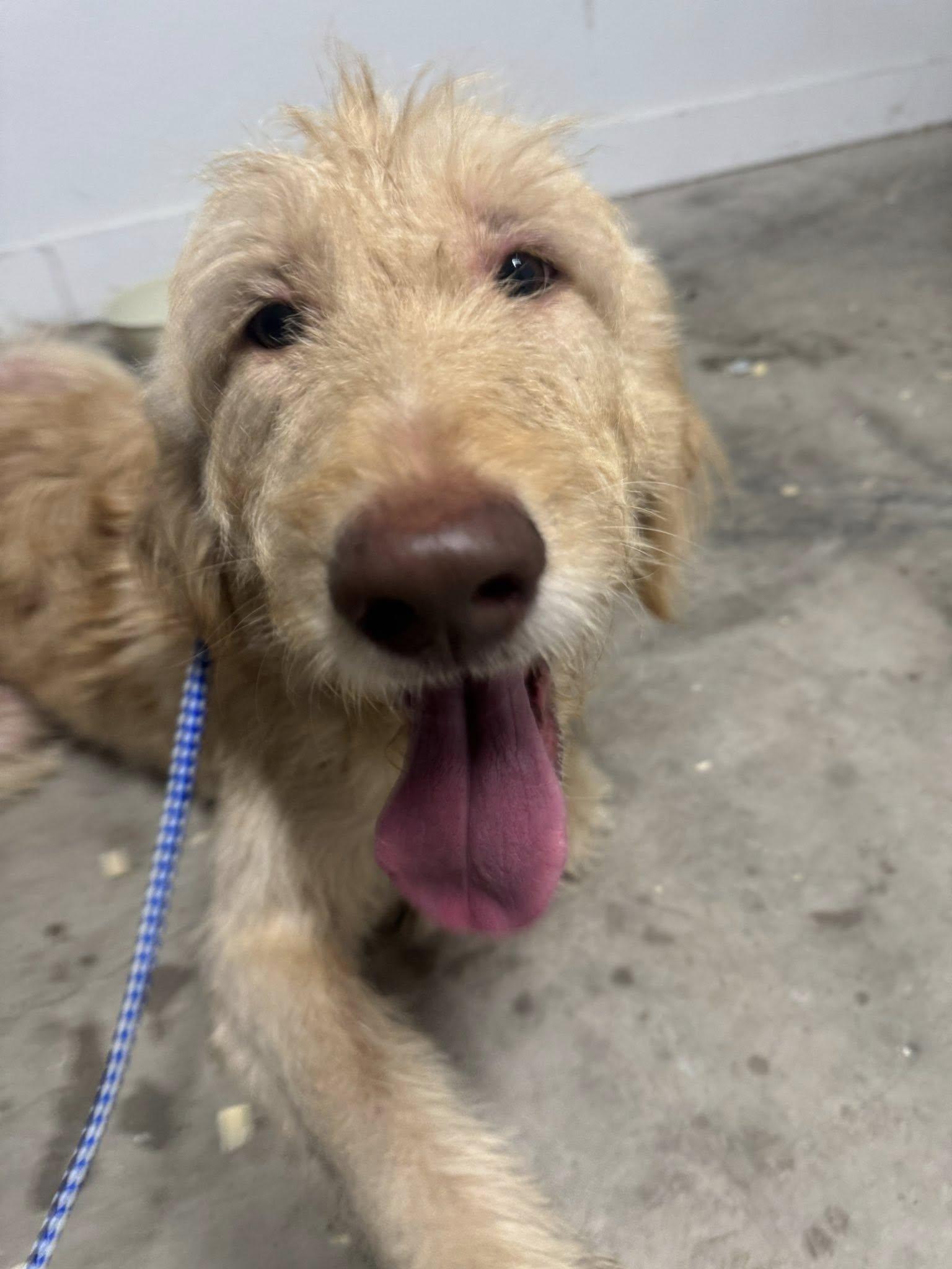 Denver, an adoptable Labradoodle in Carrollton, TX, 75010 | Photo Image 1
