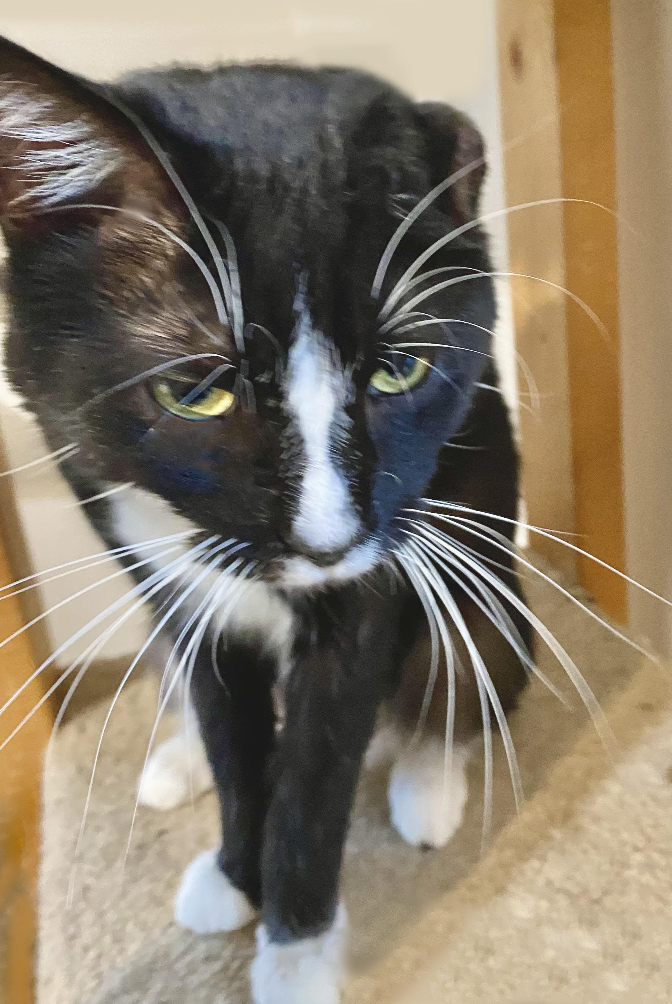 Arthur, a Adoptable Domestic Short Hair in Mansfield, OH image 2/2