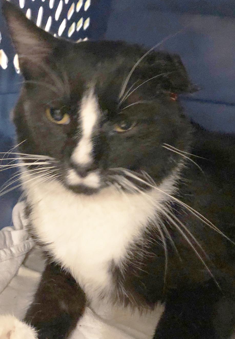 Arthur, a Adoptable Domestic Short Hair in Mansfield, OH image 1/2