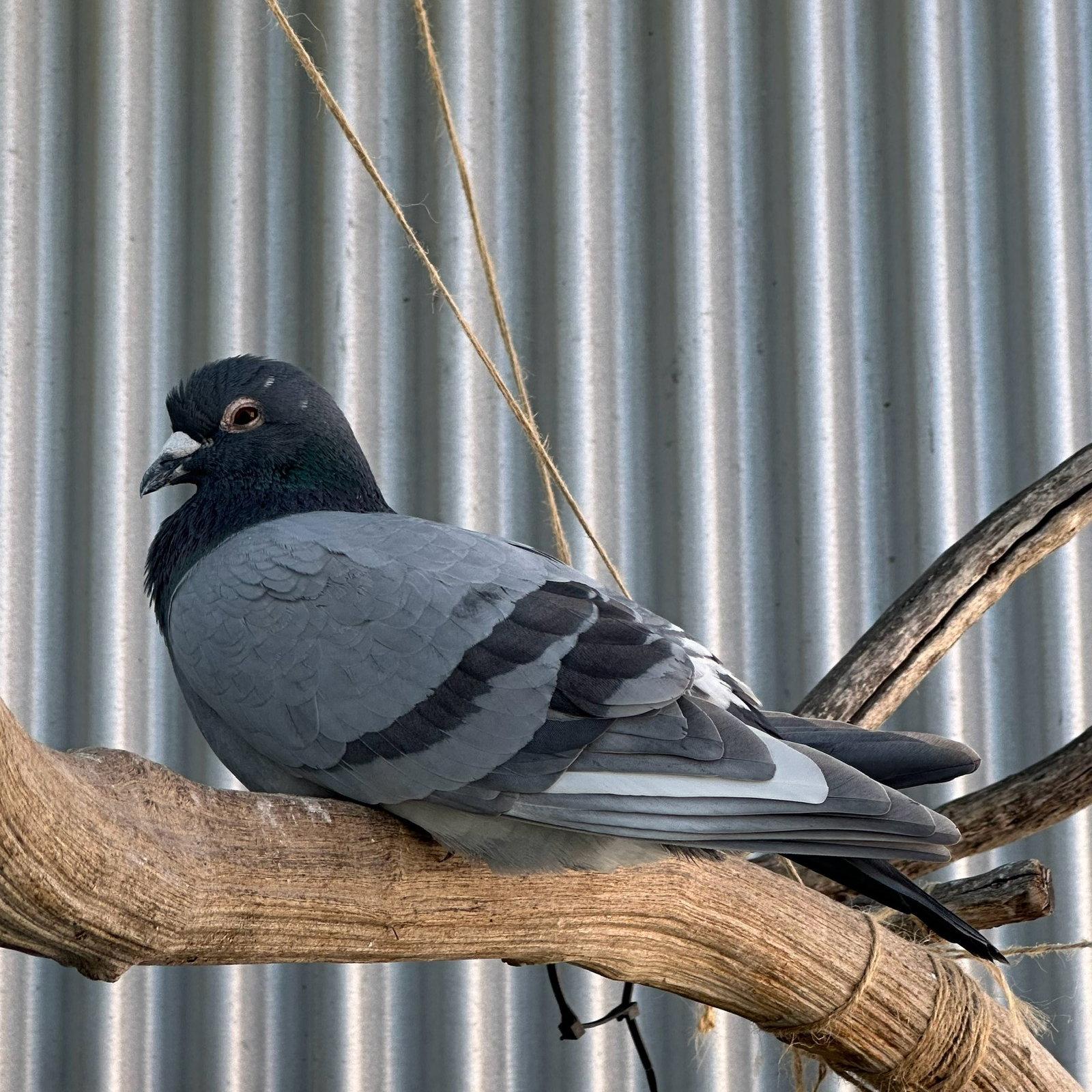 Enlarge Jeffrey, a Adoptable Pigeon in Burlingame, CA image 1/3