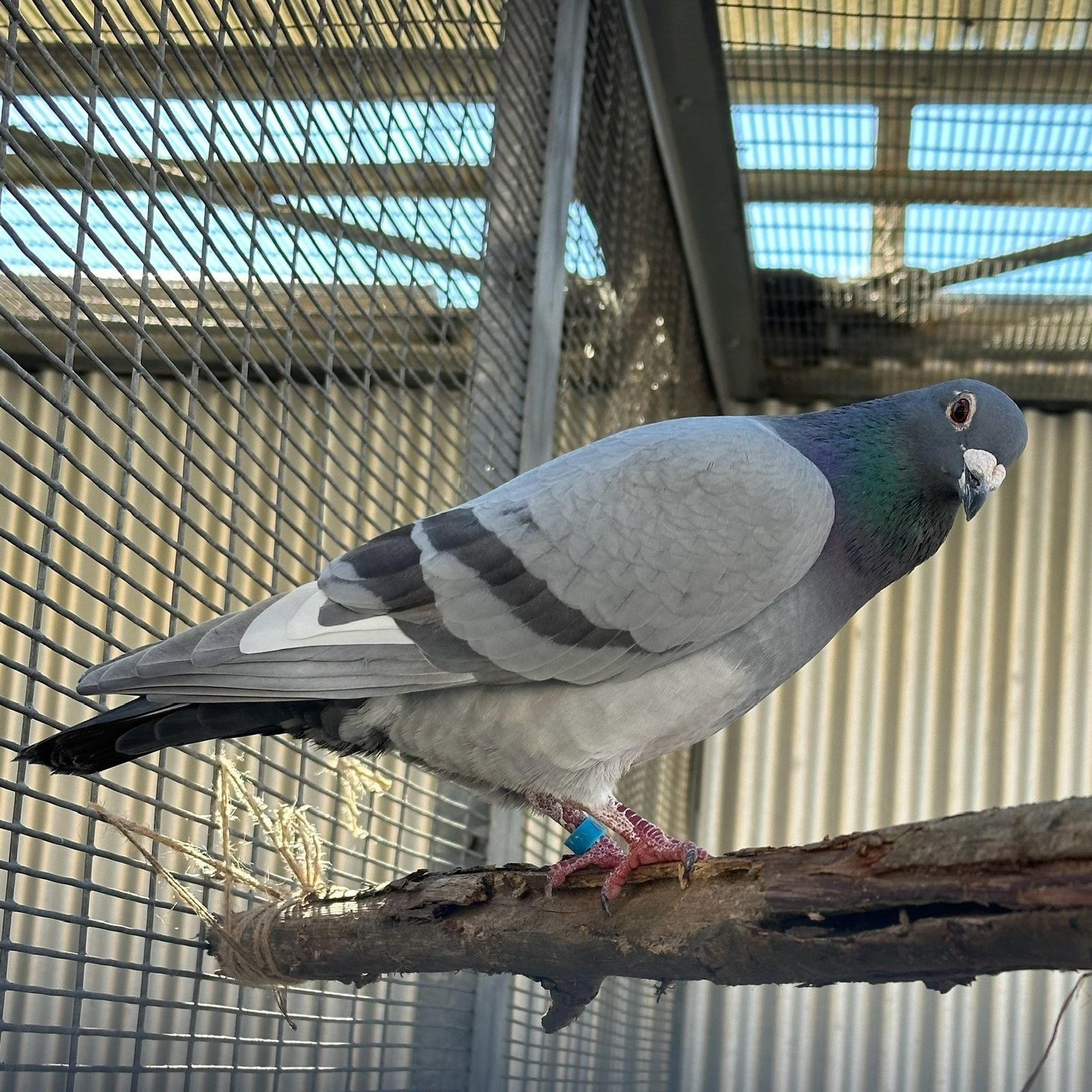 Enlarge Jeffrey, a Adoptable Pigeon in Burlingame, CA image 2/3