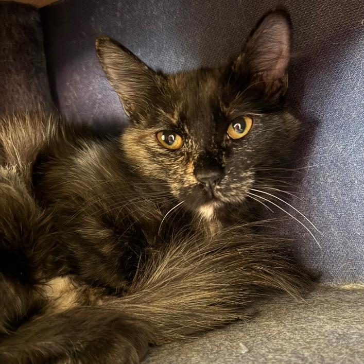 Harlow, Adoptable, Adult Female Domestic Long Hair.