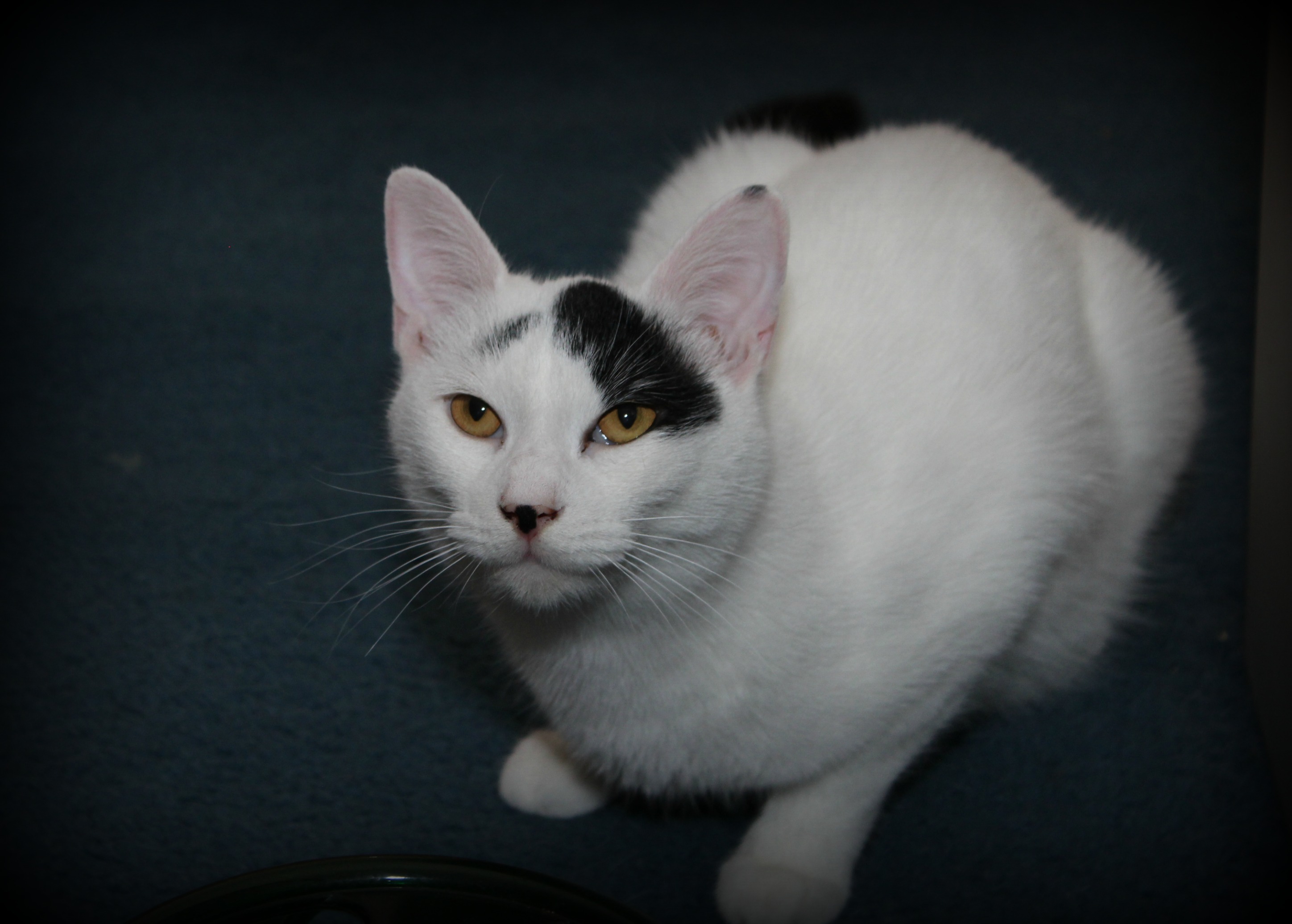 Rocky, Adoptable, Adult Male Domestic Short Hair.