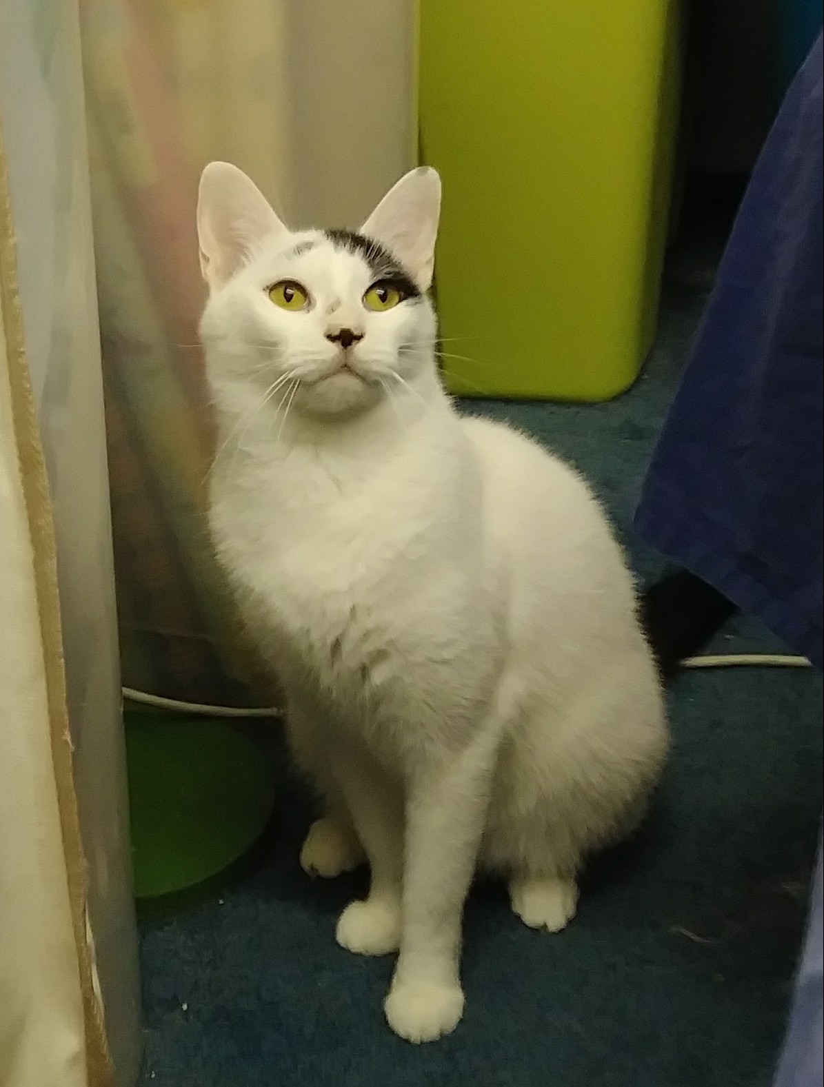 Enlarge Rocky, a Adoptable Domestic Short Hair in Springfield, PA image 2/10