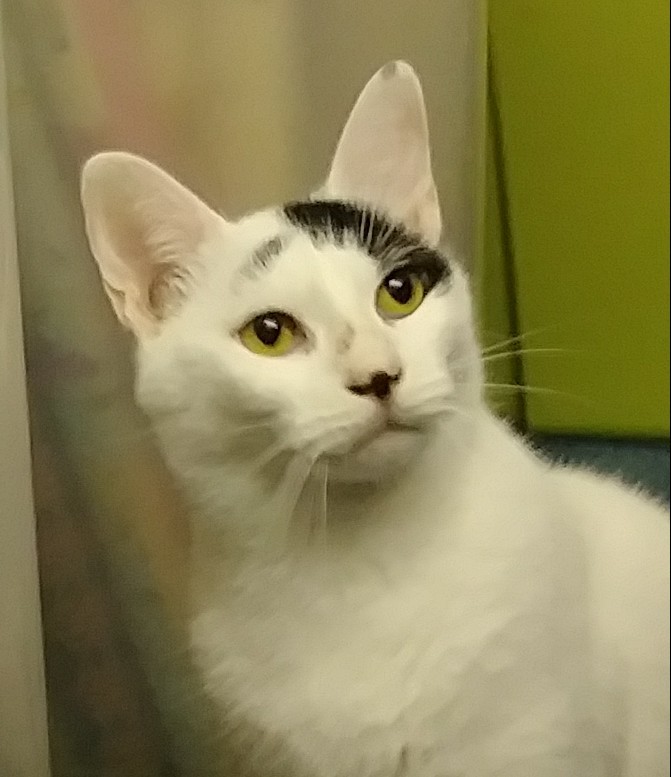 Enlarge Rocky, a Adoptable Domestic Short Hair in Springfield, PA image 3/10