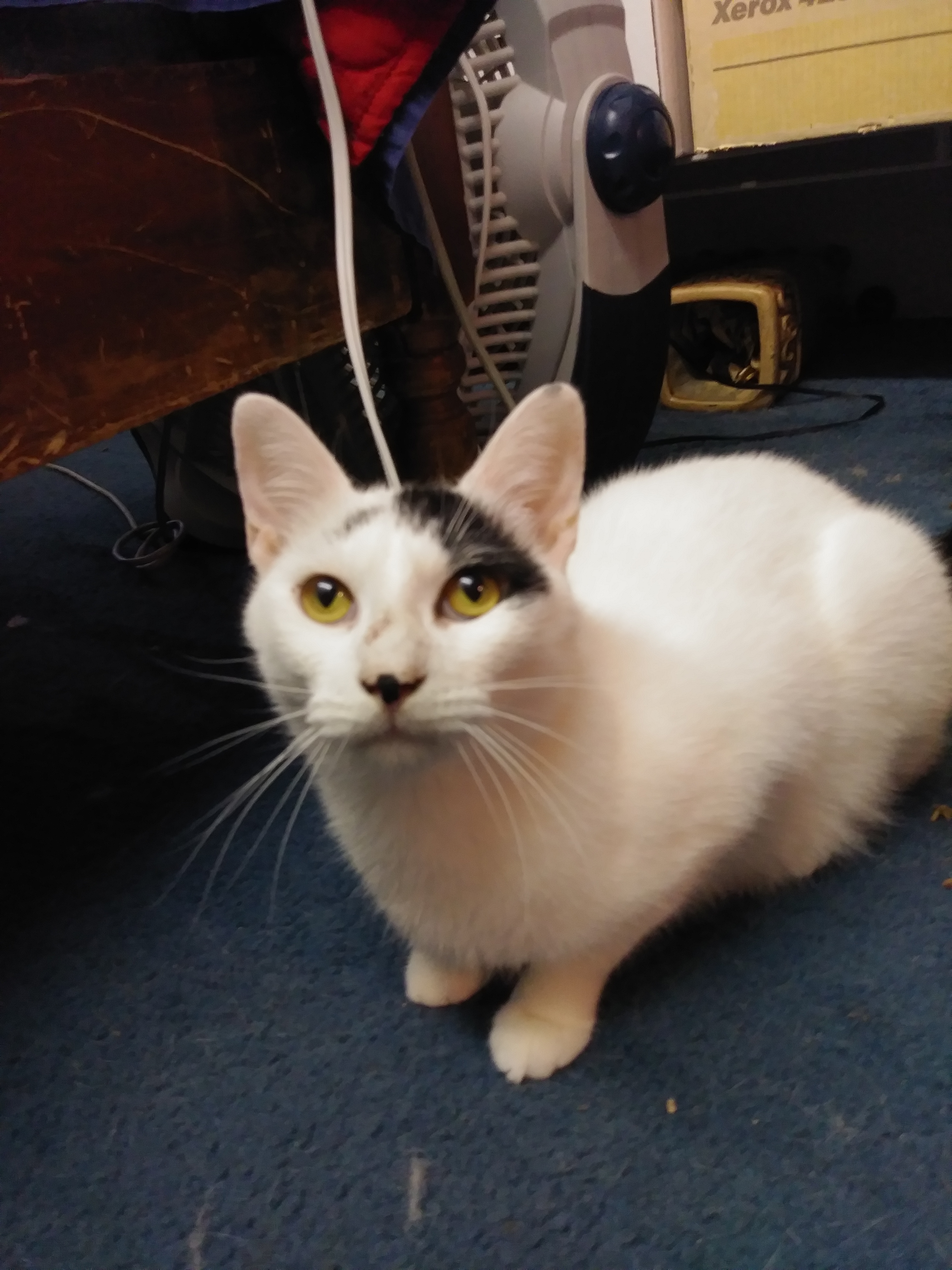 Enlarge Rocky, a Adoptable Domestic Short Hair in Springfield, PA image 4/10