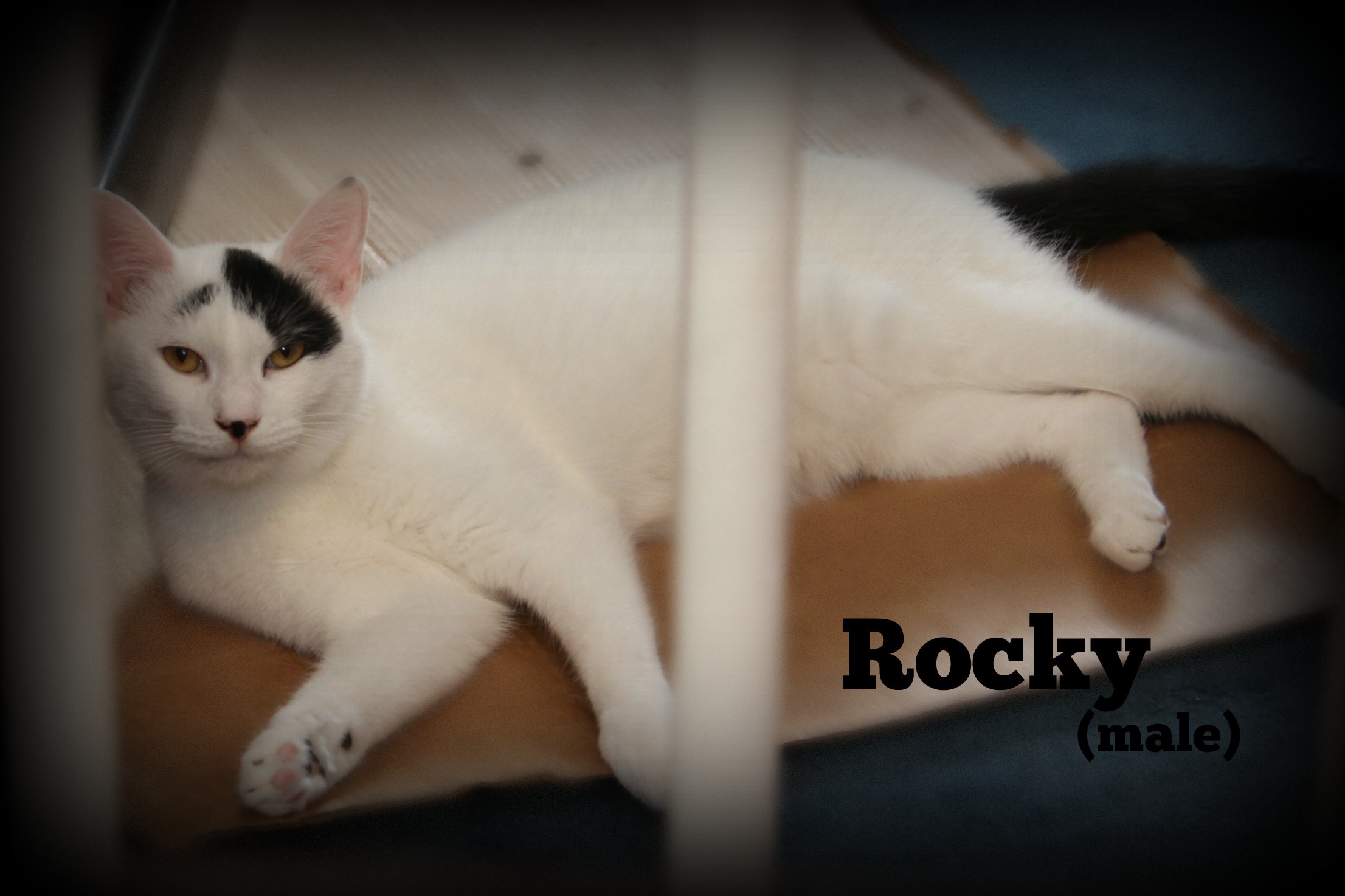 Enlarge Rocky, a Adoptable Domestic Short Hair in Springfield, PA image 5/10