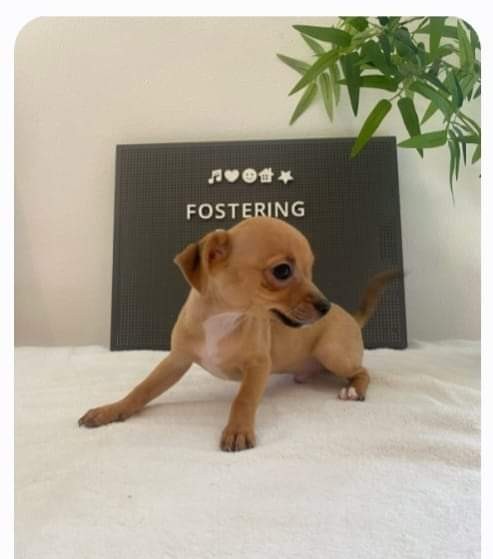 Sky, Adopted, Puppy Female Jack Russell Terrier & Chihuahua.