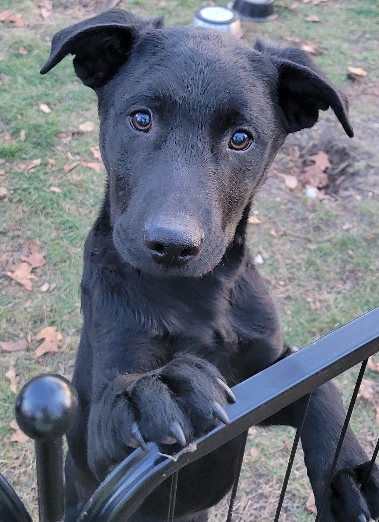 Coal , ADOPTABLE, Puppy Male Labrador Retriever.